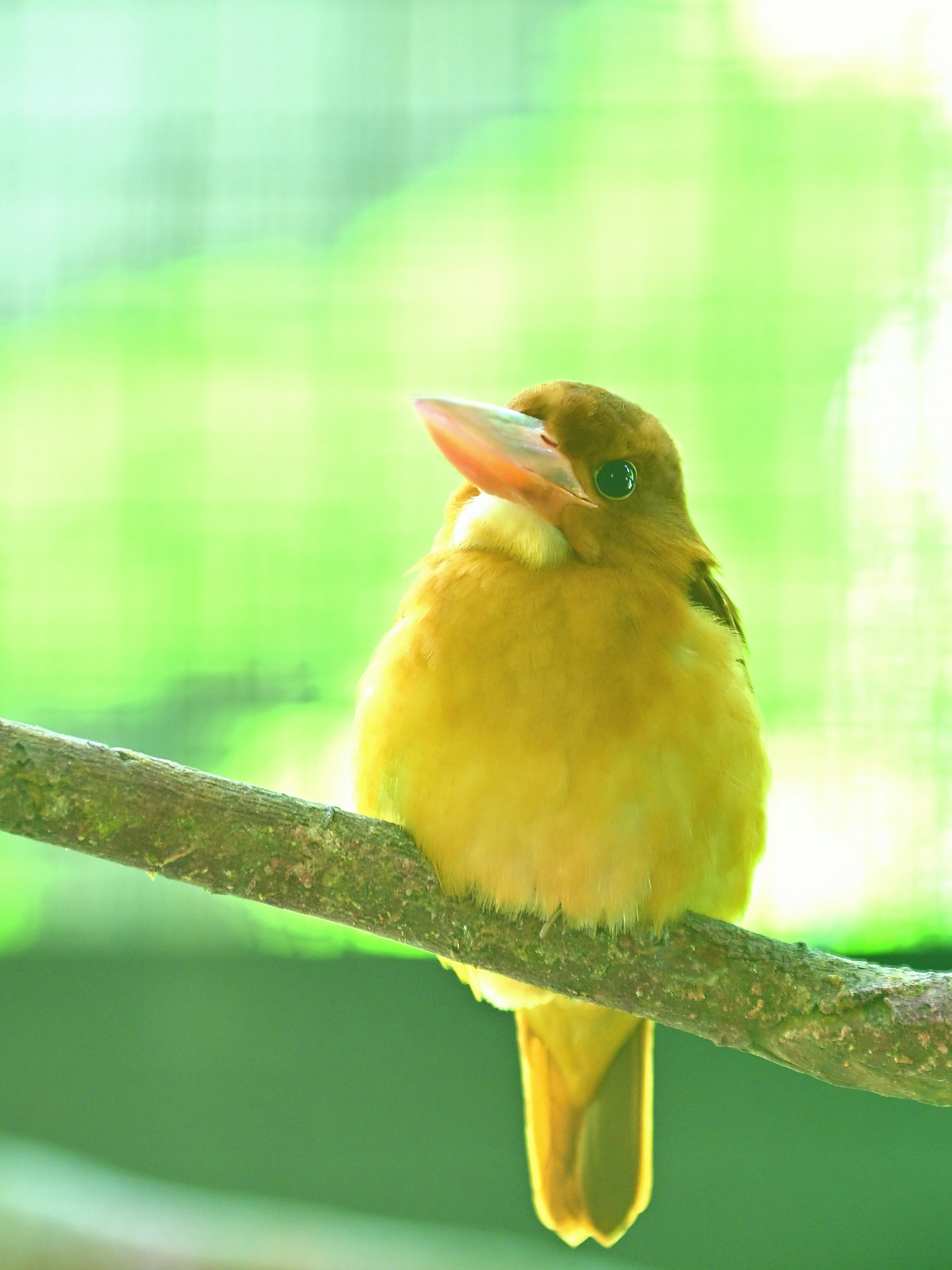 鮮やかな黄色い鳥が枝にとまる