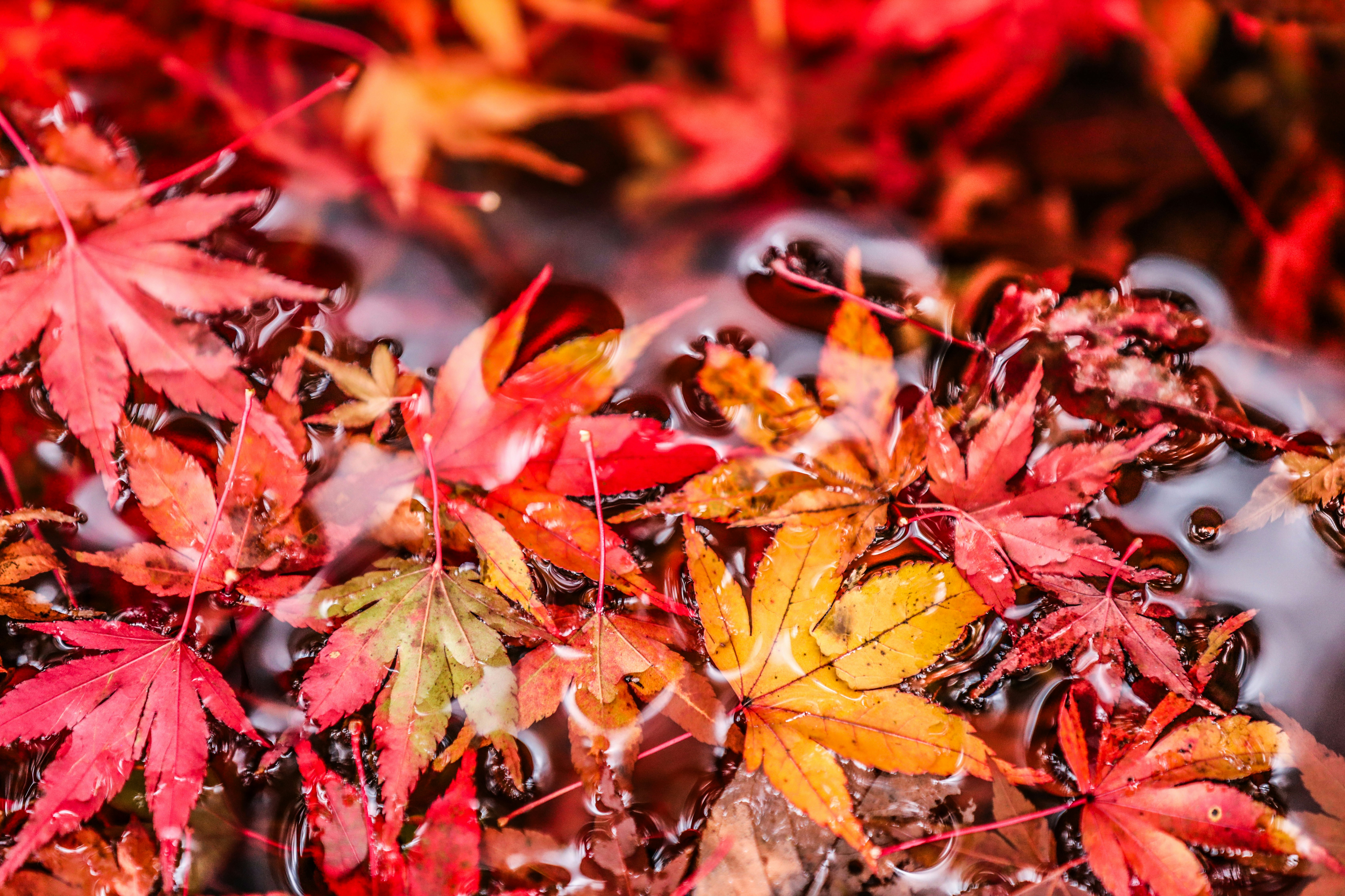 紅葉の葉と水滴が重なり合うマクロの自然の質感