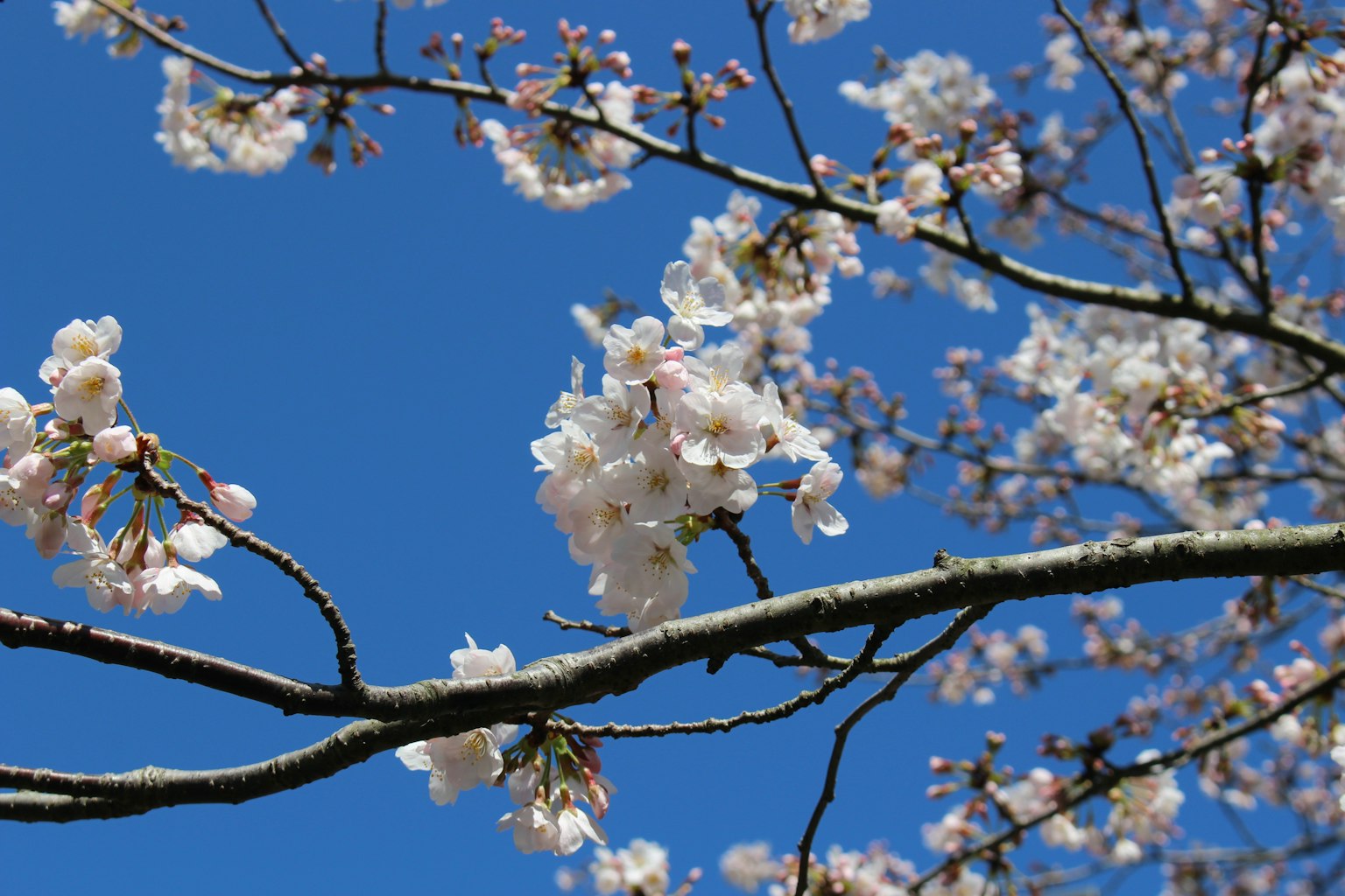 Bunga sakura yang mekar sempurna di bawah langit biru