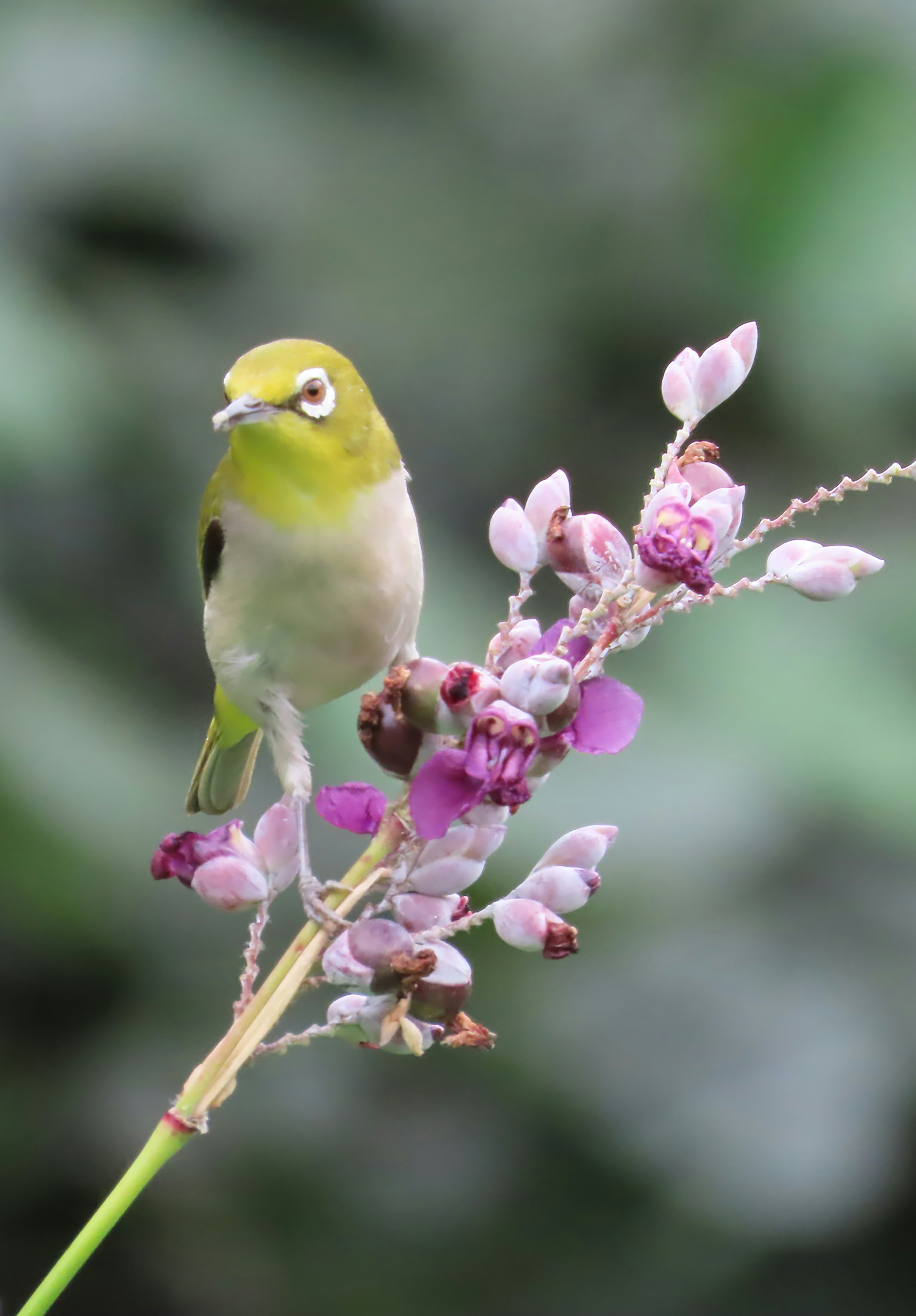 水竹芋の花にとまるメジロ