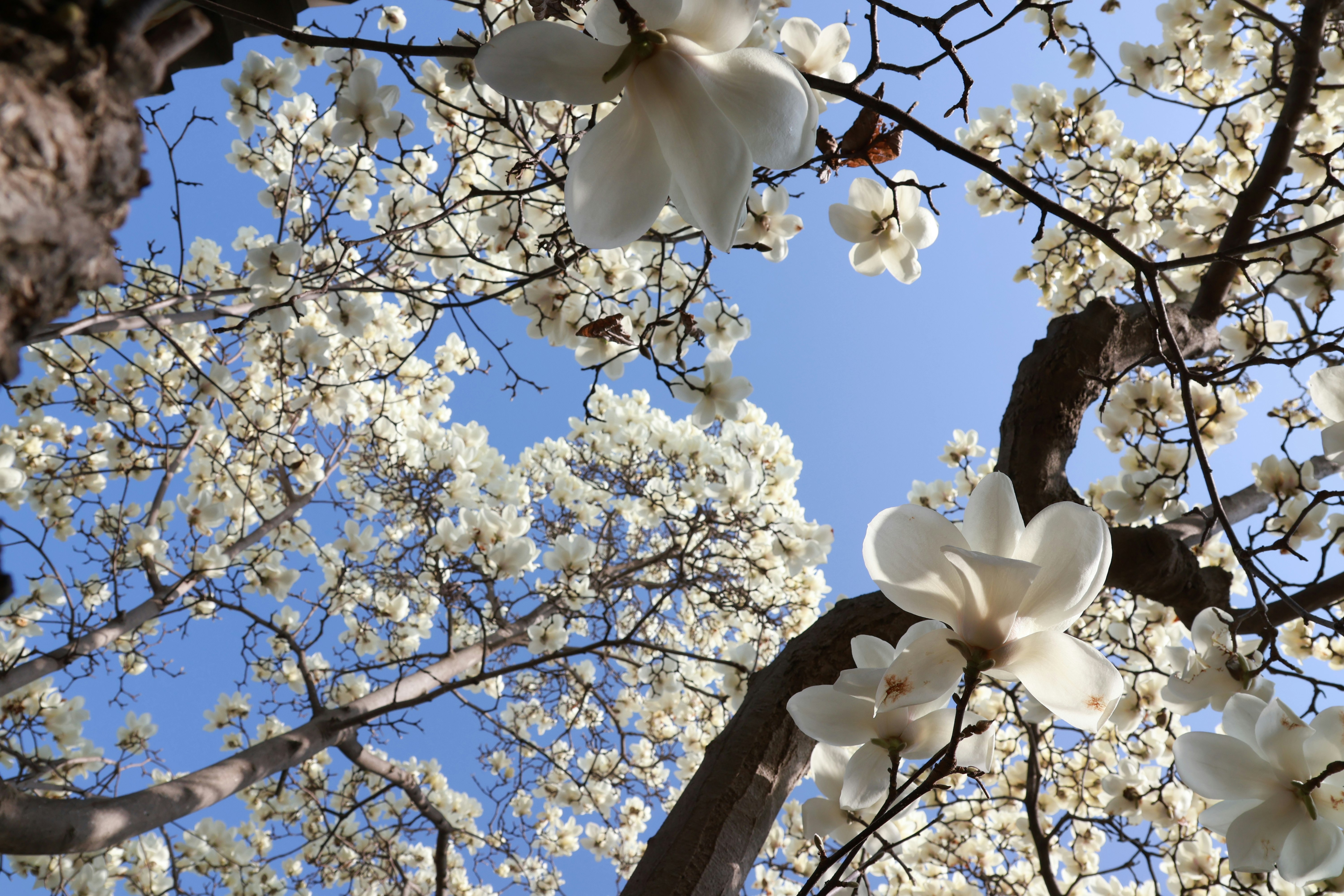 木蓮の花が満開の庭先の枝ぶり
