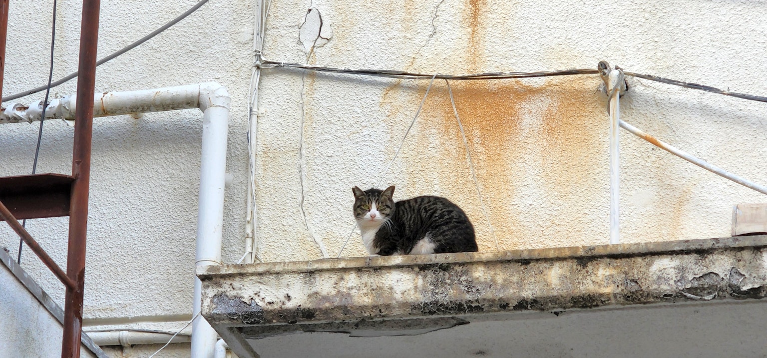 Kucing yang duduk di balkon bangunan tua
