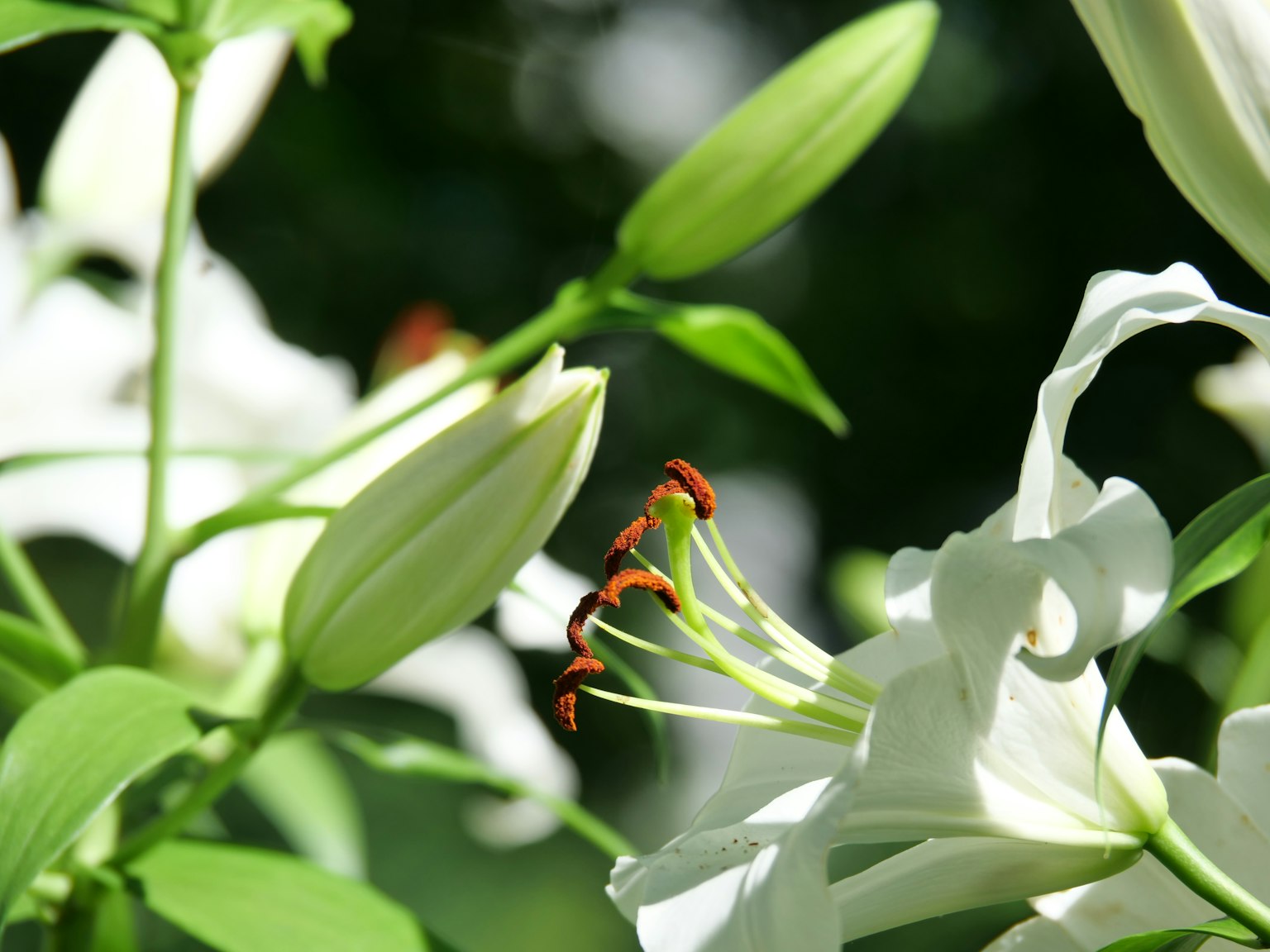 Primo piano di fiori e boccioli di giglio bianco con foglie verdi brillanti sullo sfondo
