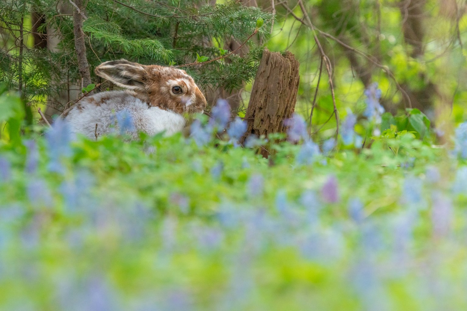 Un lapin blotti parmi des fleurs bleues dans une forêt