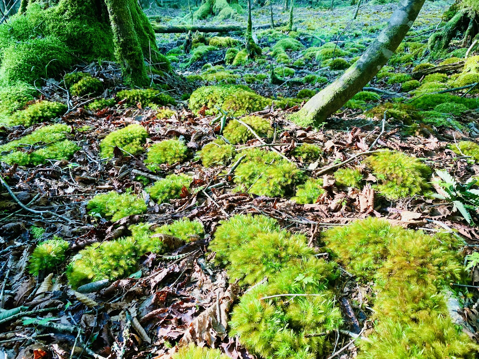 Waldboden bedeckt mit grünem Moos und fallenden Blättern