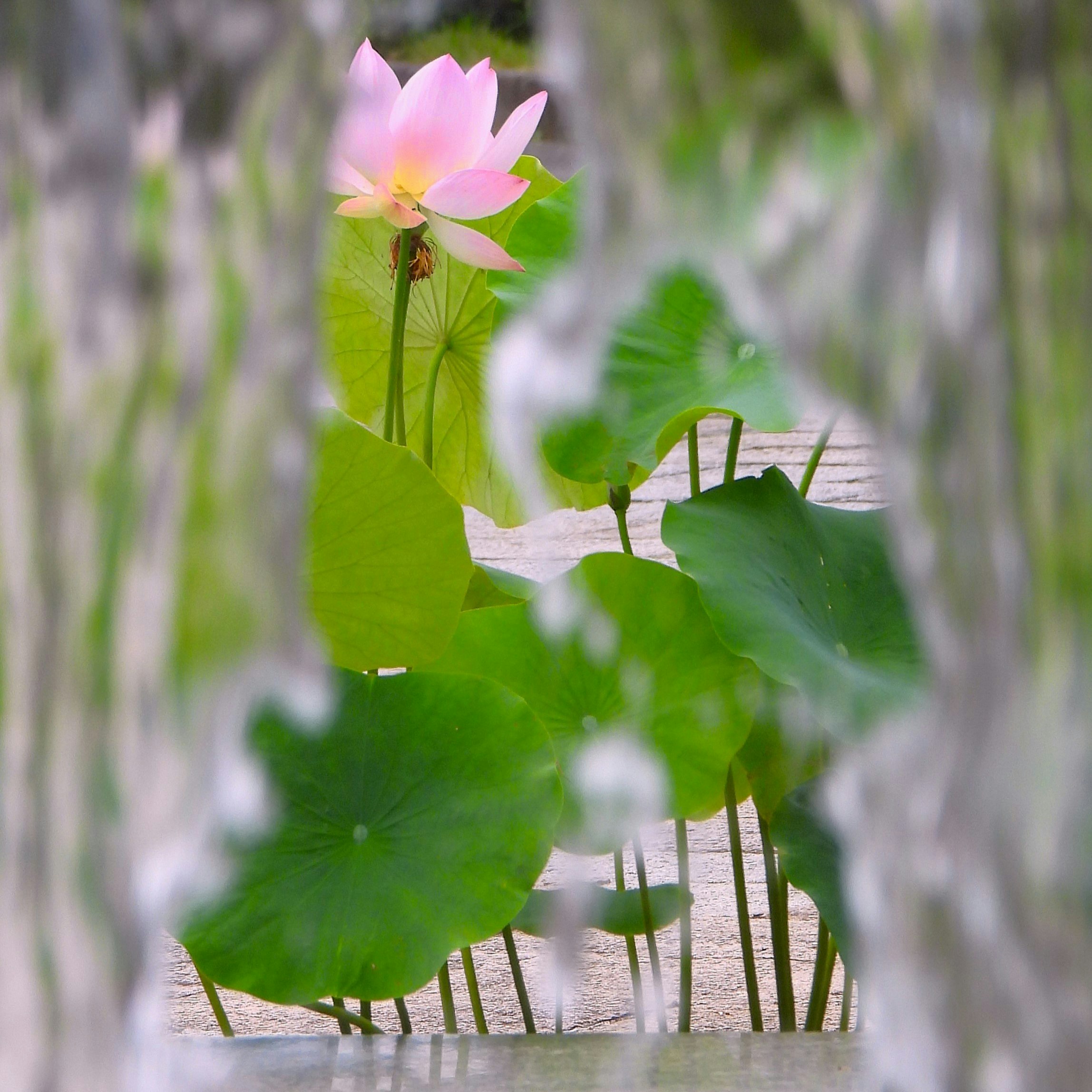 水生植物公園の蓮の花と葉のクローズアップ