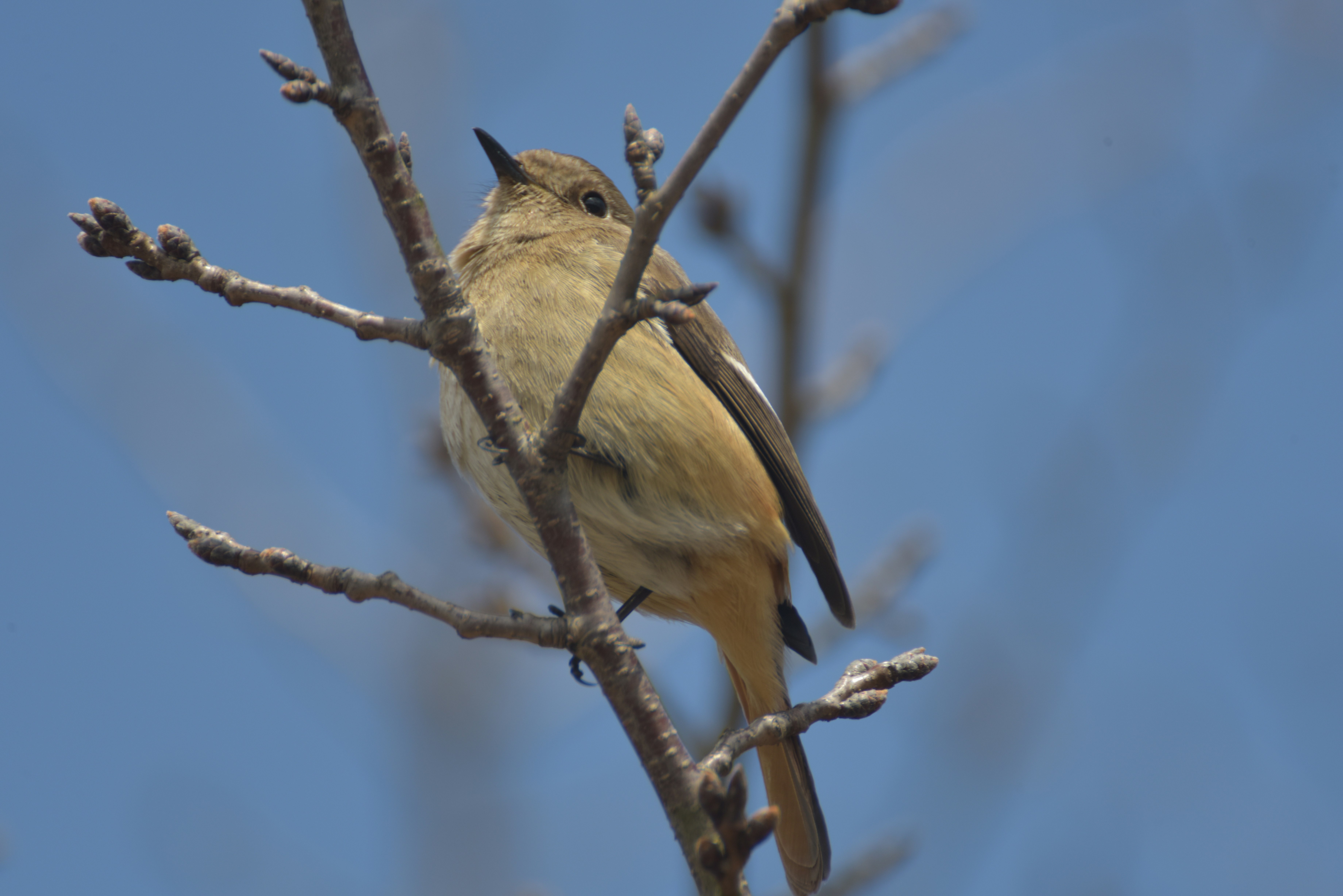 枝にとまるジョウビタキ♀