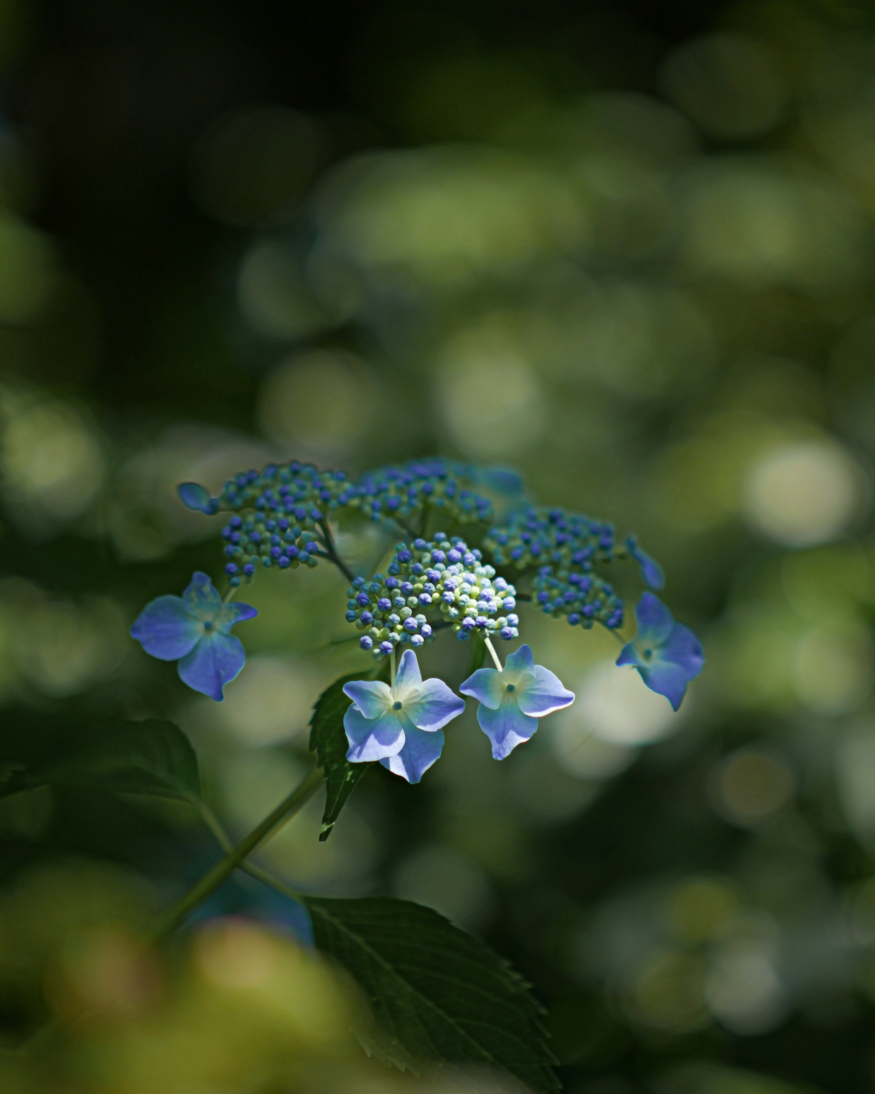 Hortensienblüten im Garten der Kyoto Prefectural Botanical Gardens