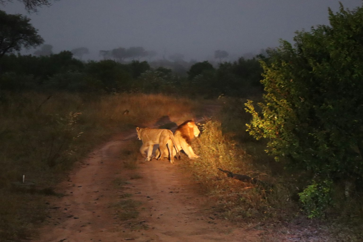 Leones iluminados por la luz en un sendero de tierra por la noche