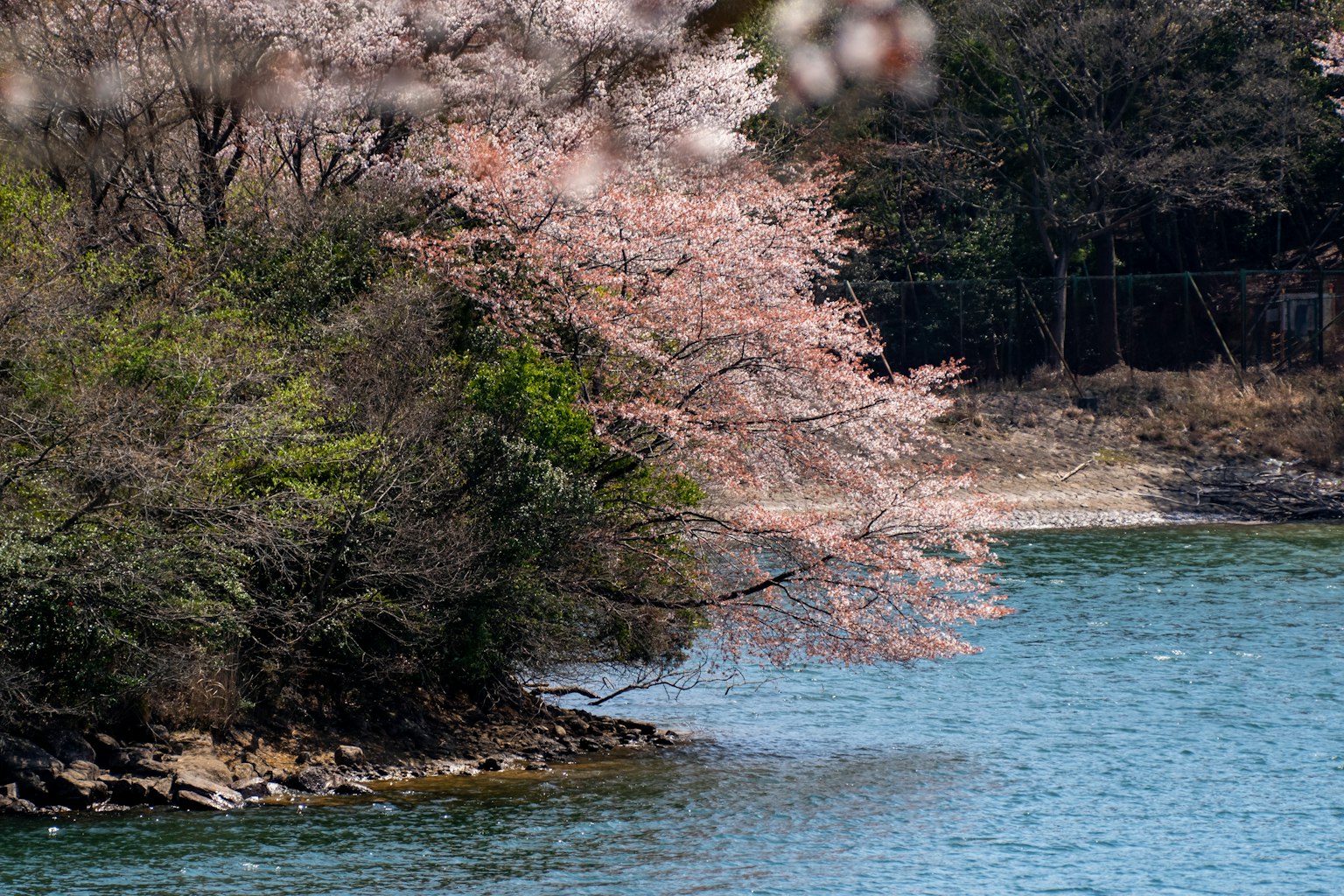 Un cerisier au bord de l'eau avec une verdure luxuriante