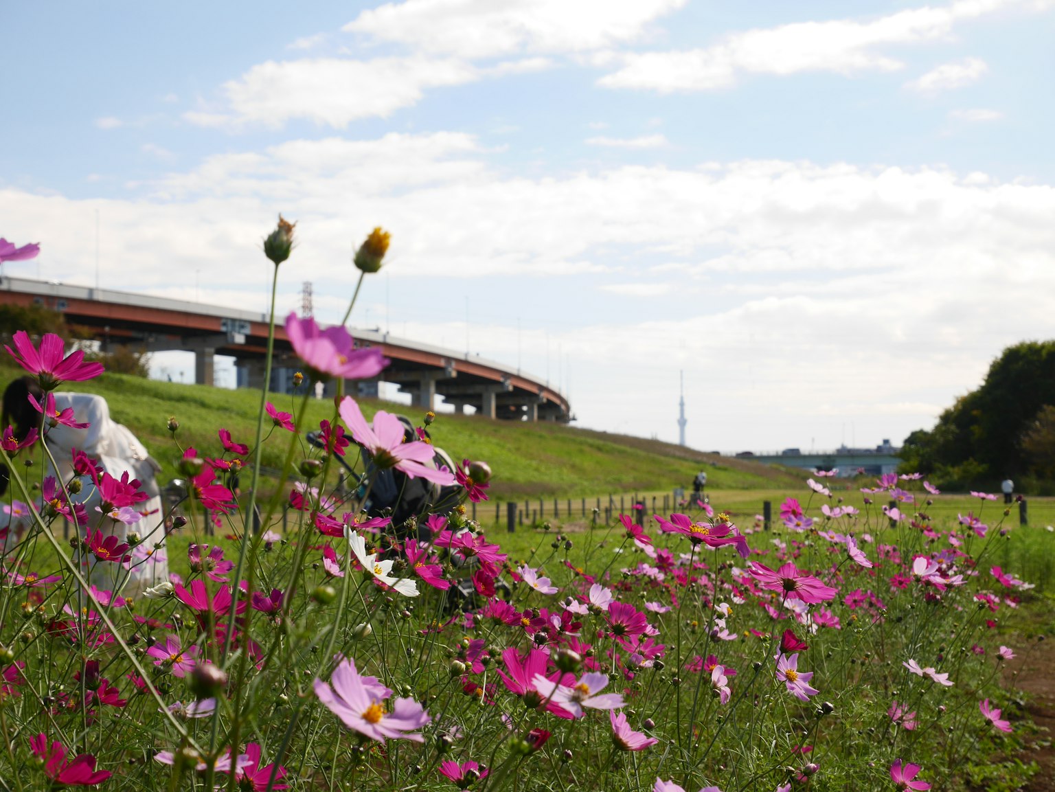 Flores de cosmos coloridas en un paisaje con un paso elevado