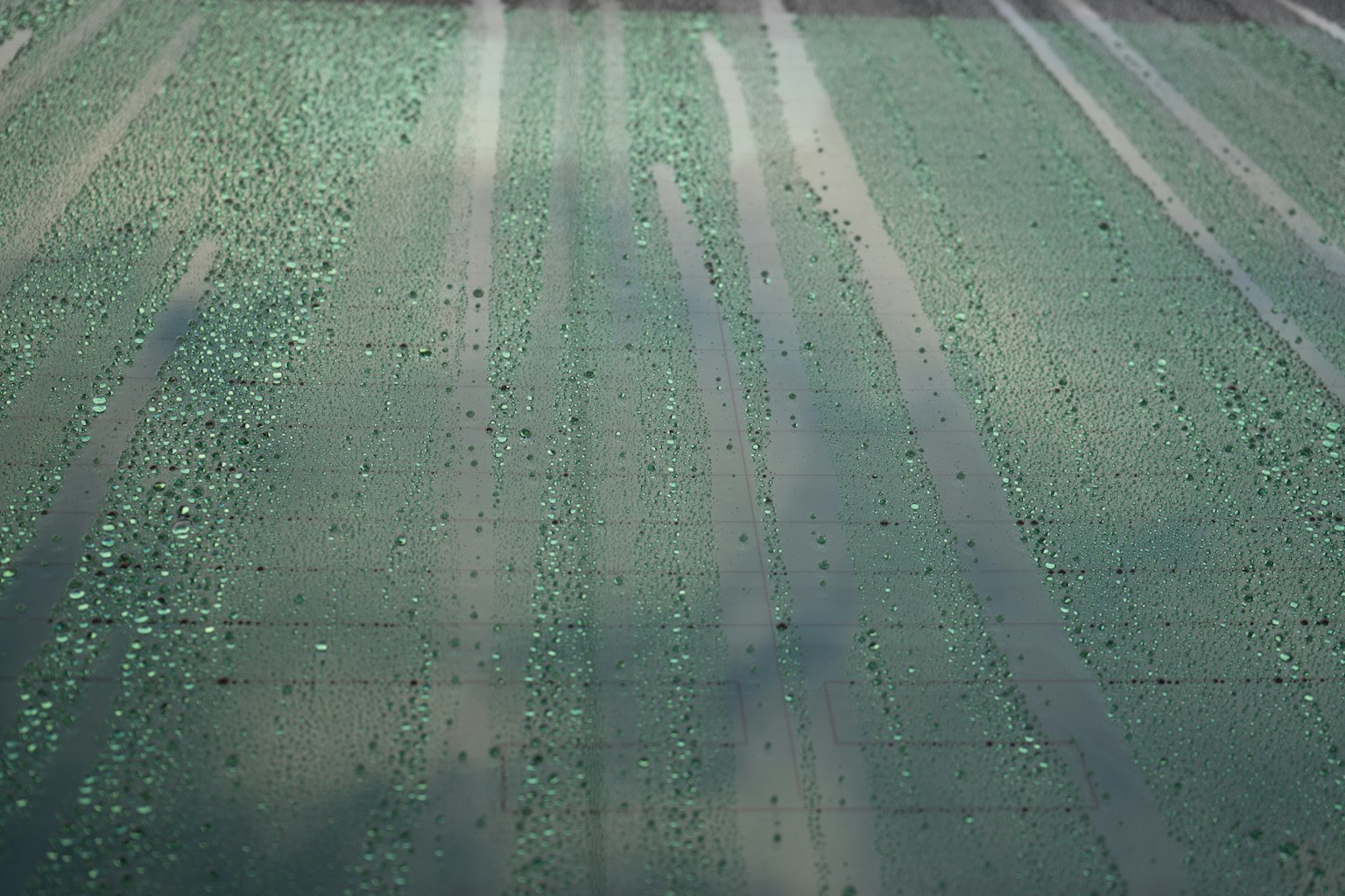A field of green leaves illuminated by sunlight casting shadows