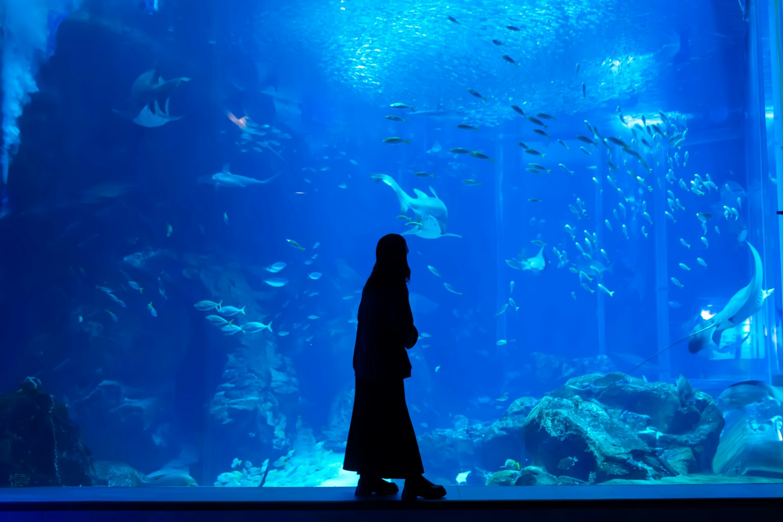 青い水槽の前を歩く人影と多様な魚たち