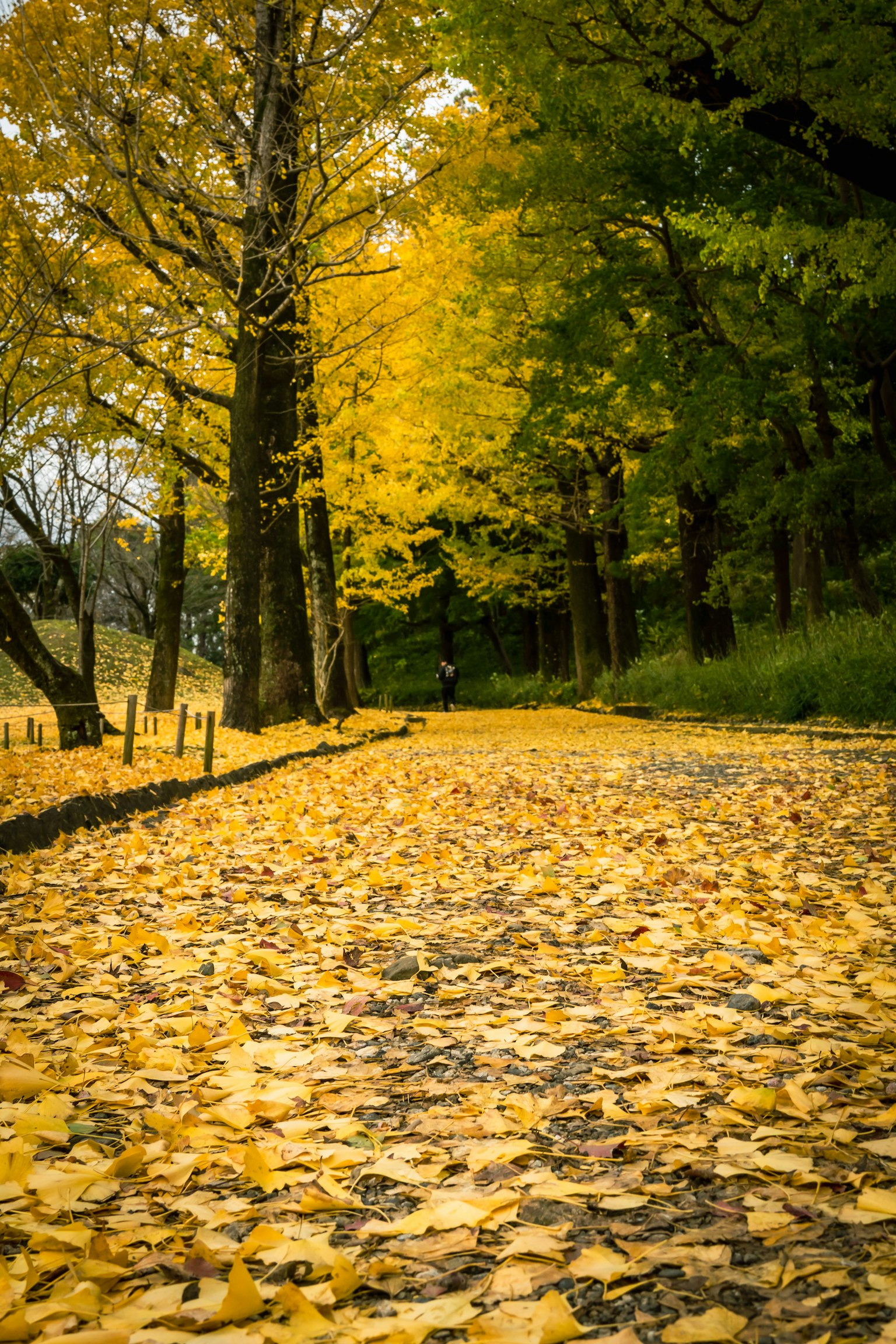 Sentier recouvert de feuilles jaunes d'automne et arbres environnants