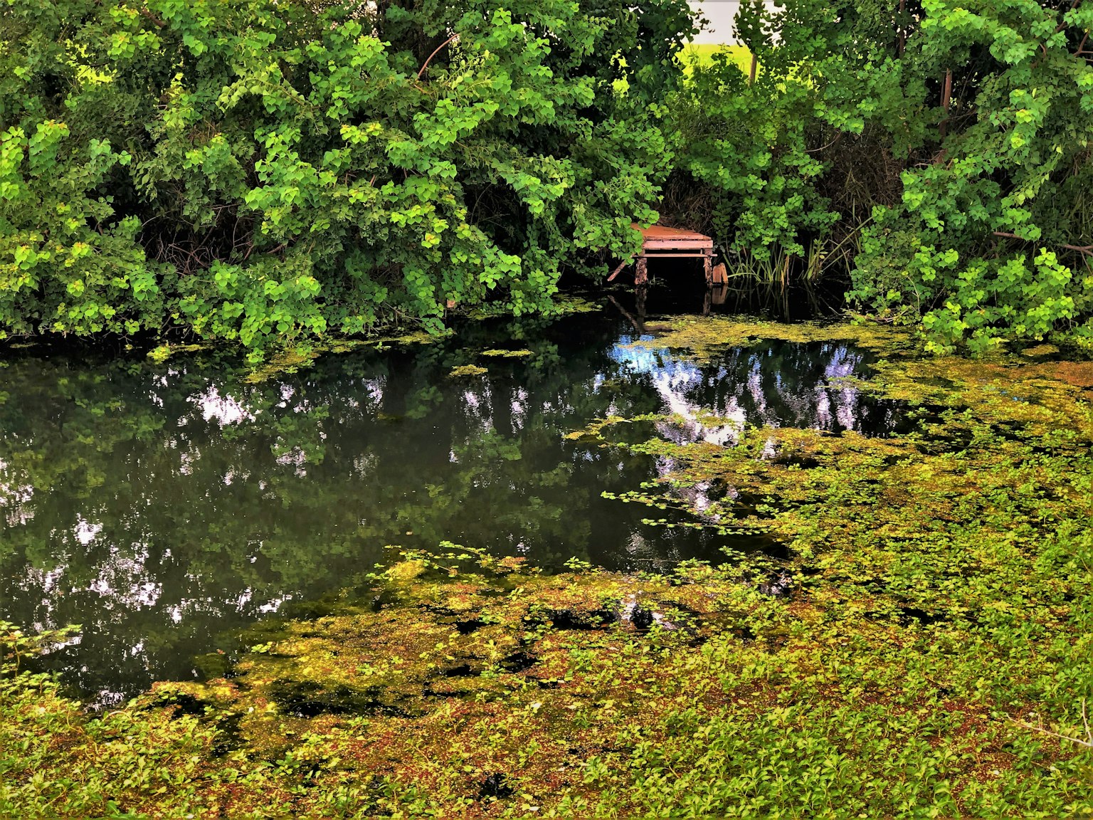 Estanque sereno rodeado de exuberante vegetación plantas verdes flotando en la superficie del agua cobertizo visible al fondo