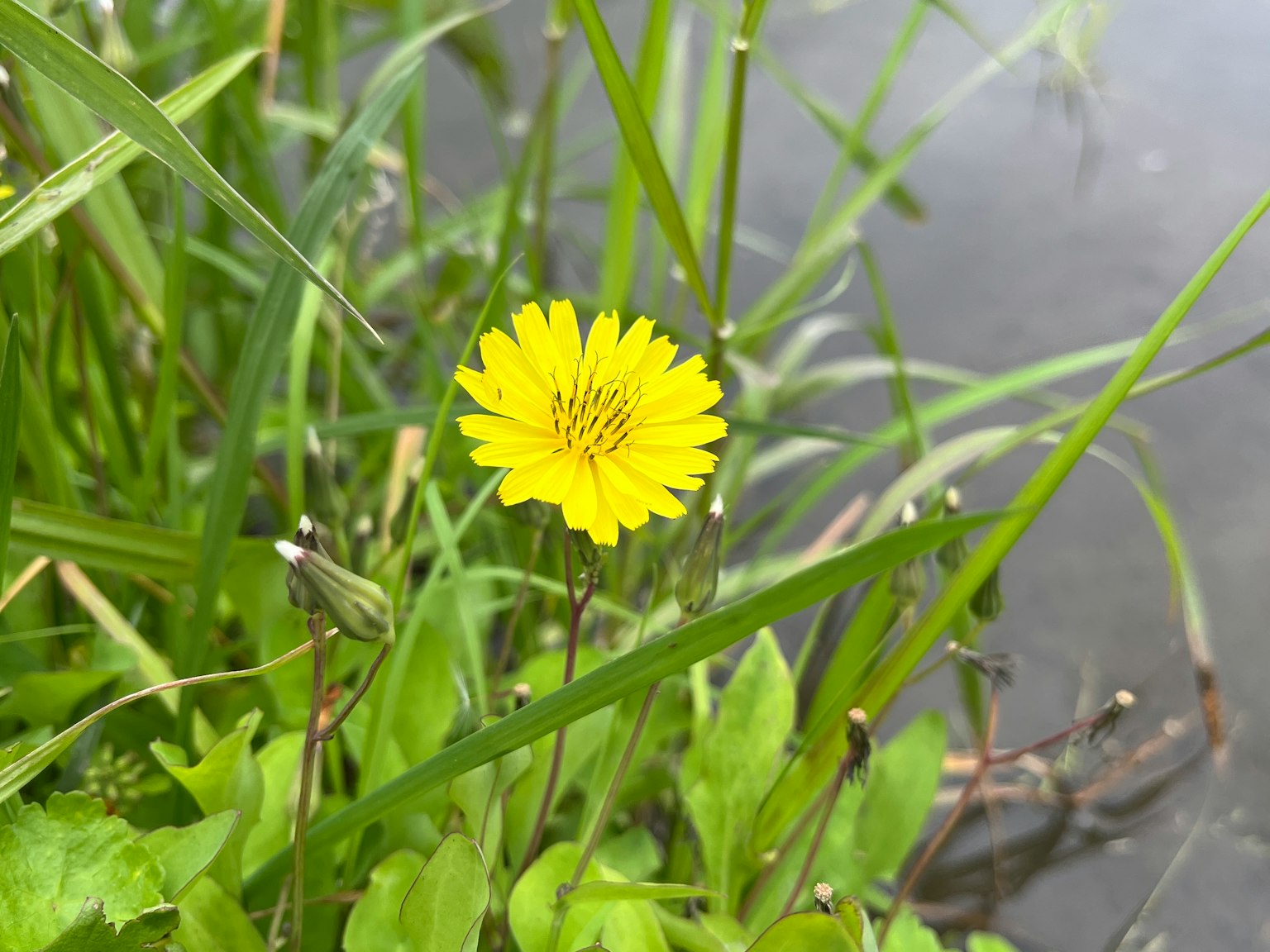A yellow flower blooming among green grass by the water