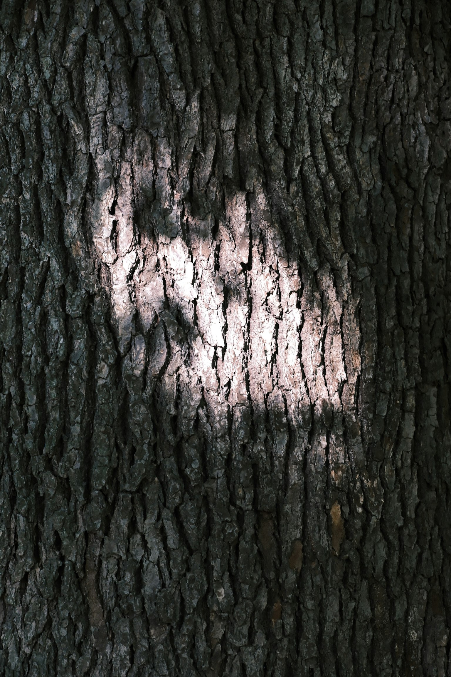 Light pattern on tree bark
