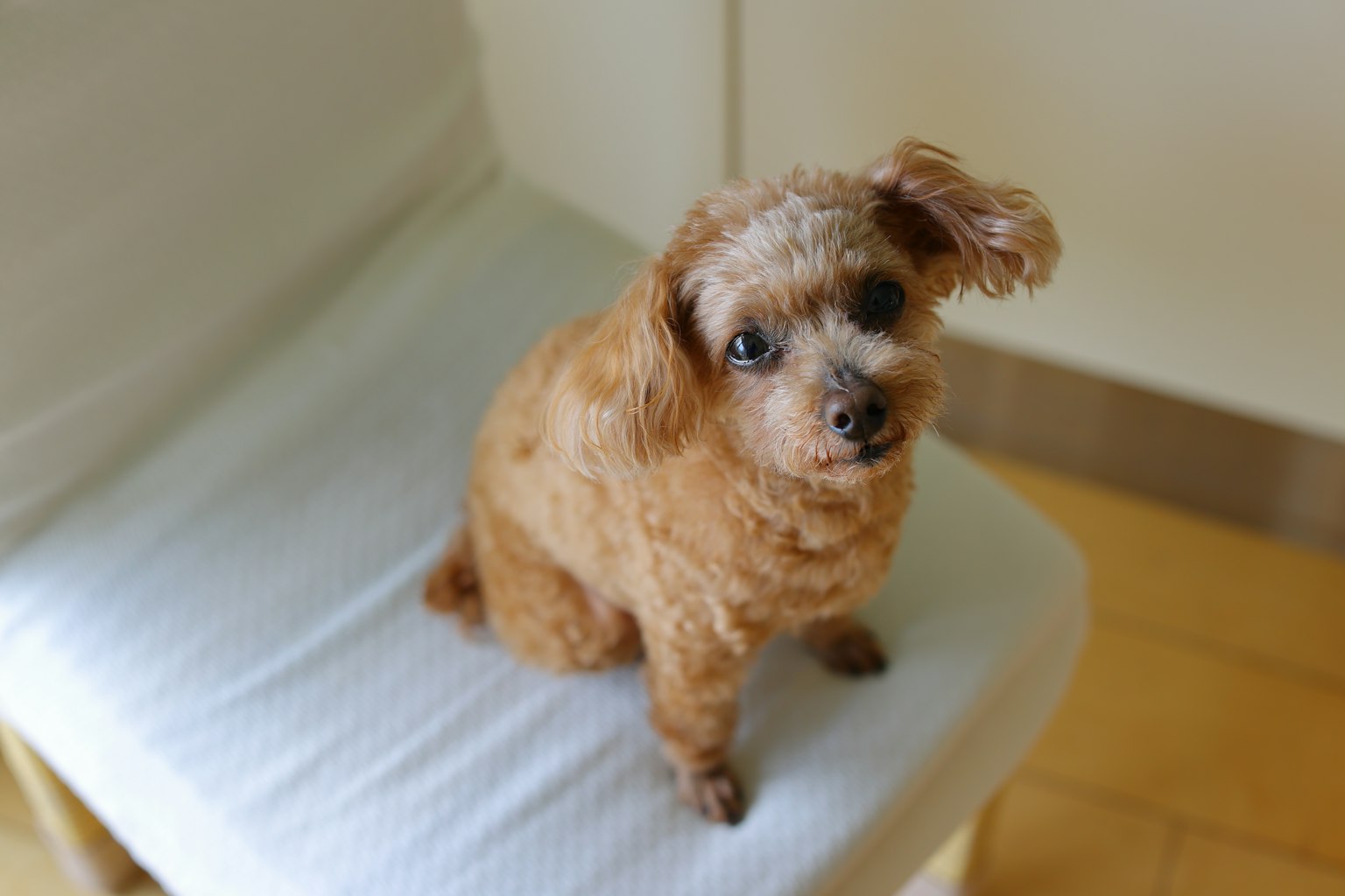 Un perro marrón pequeño sentado en una silla