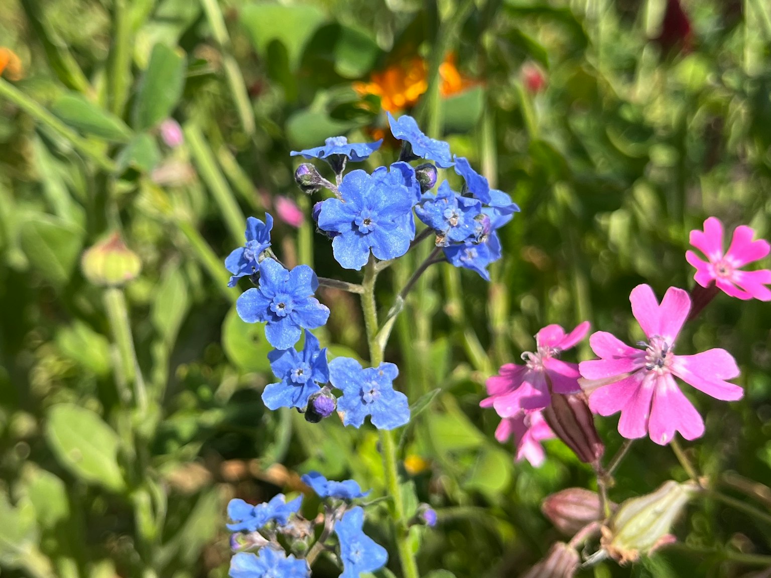 Eine Gartenszene mit blauen und rosa Blumen in voller Blüte