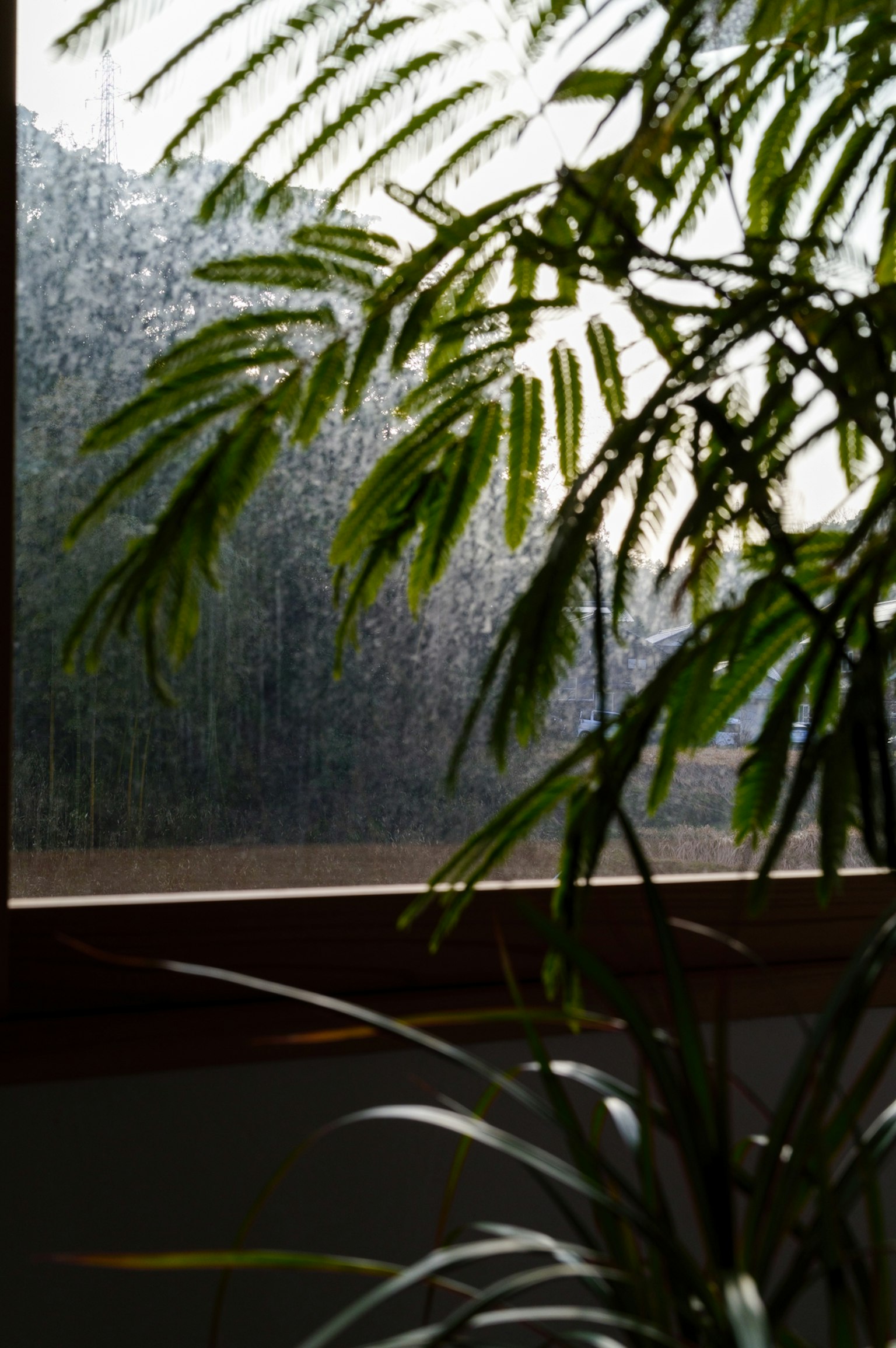 窗戶前的室內植物葉子剪影與雨景