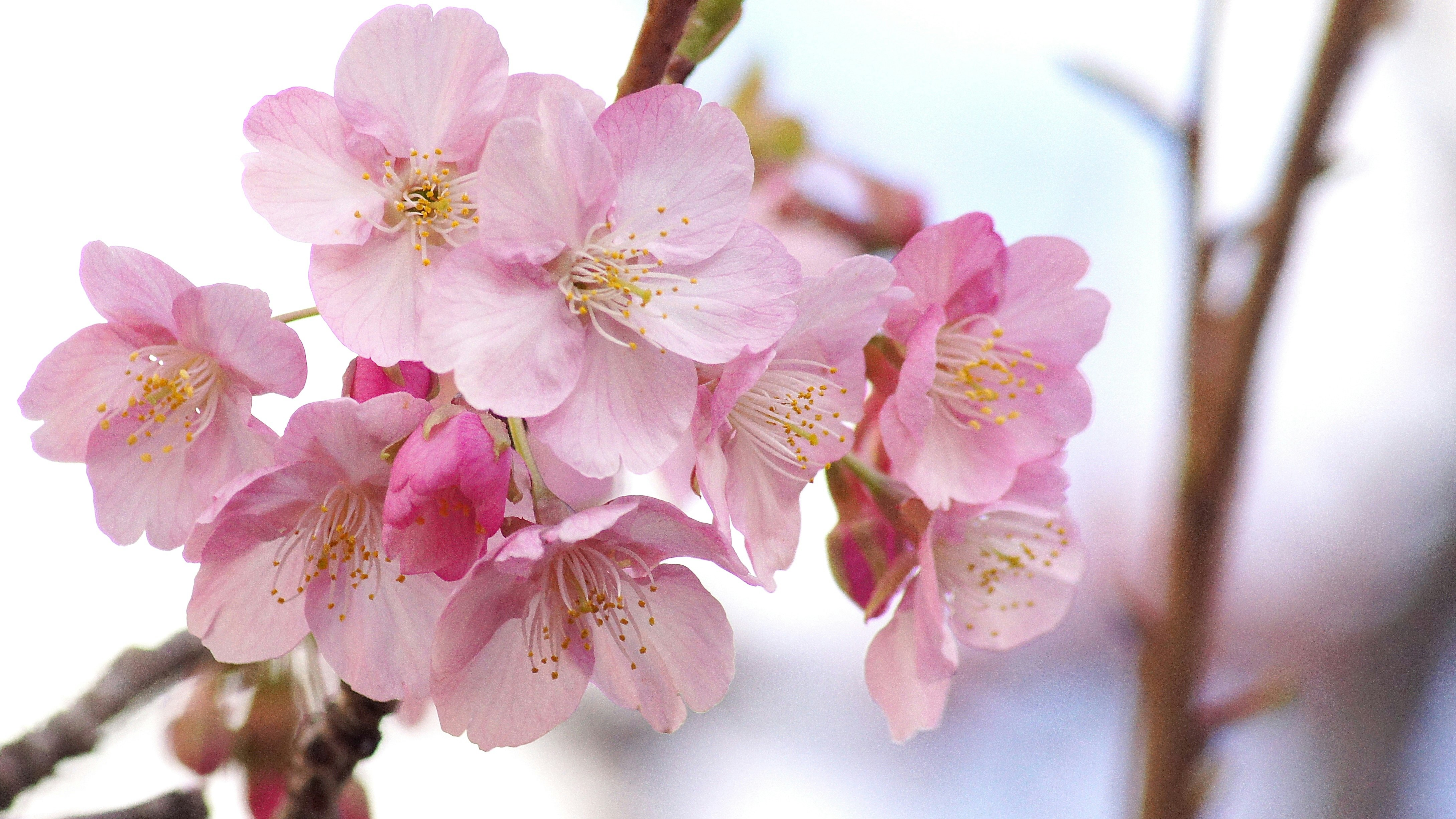 ピンクの桜の花が咲く枝のクローズアップ