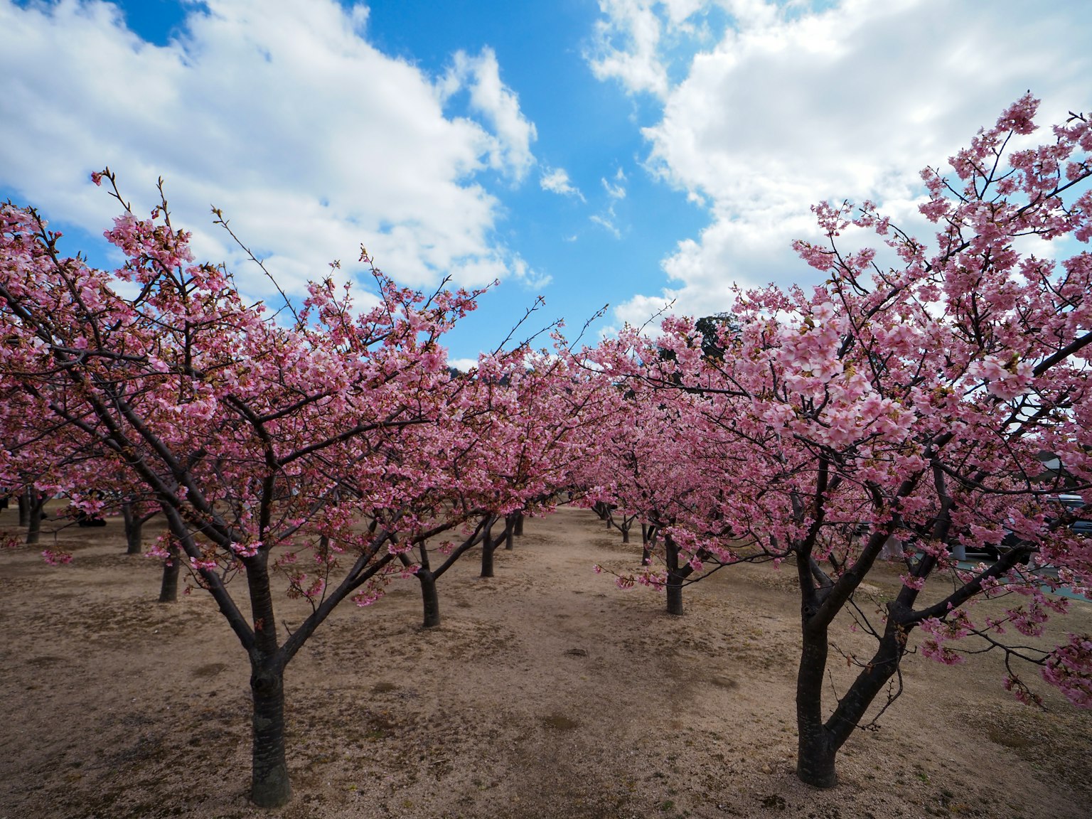 Pemandangan indah pohon sakura di bawah langit biru dengan awan