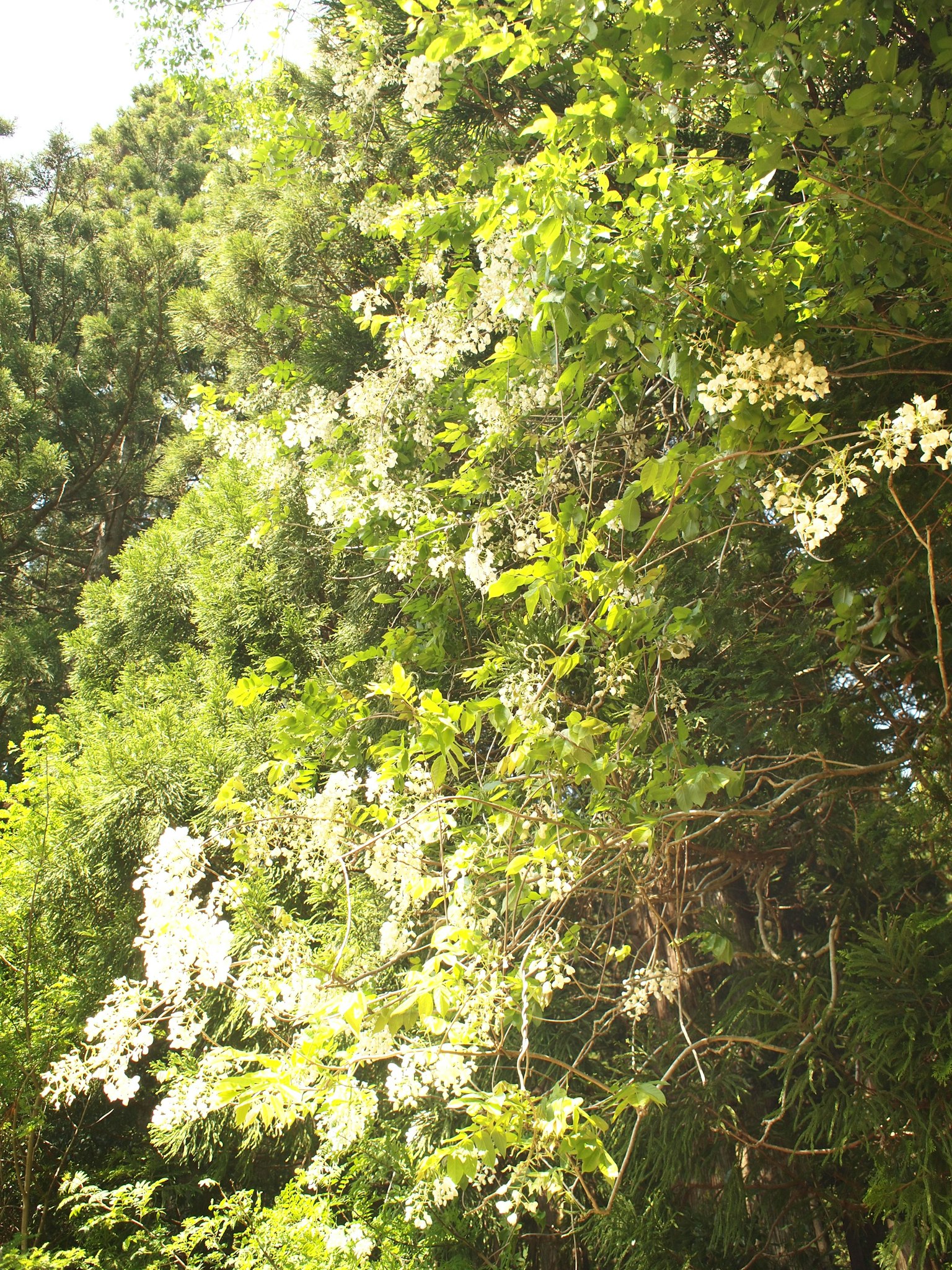Un paisaje con flores blancas rodeadas de árboles verdes