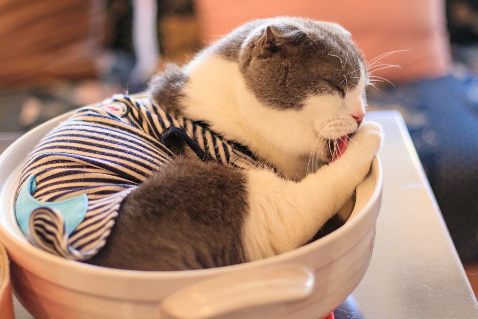 一只穿着条纹衣服的猫在碗里放松