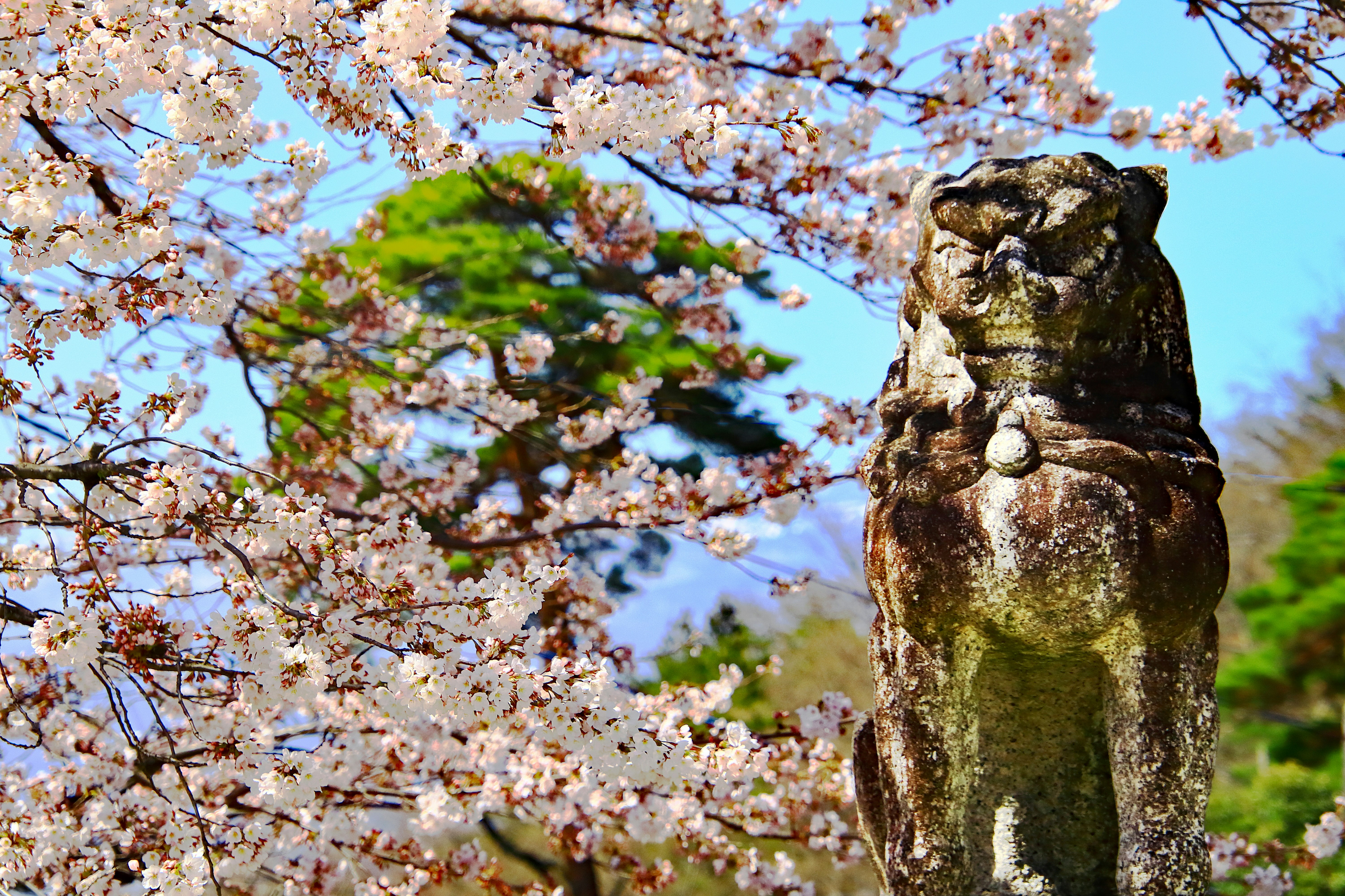 桜の花と石造りの狛犬のある神社の境内