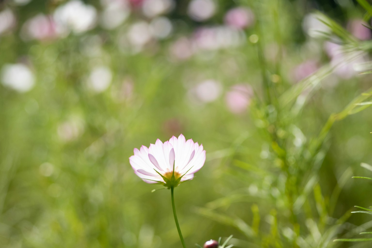 Gros plan d'une fleur blanche fleurissant sur un fond vert