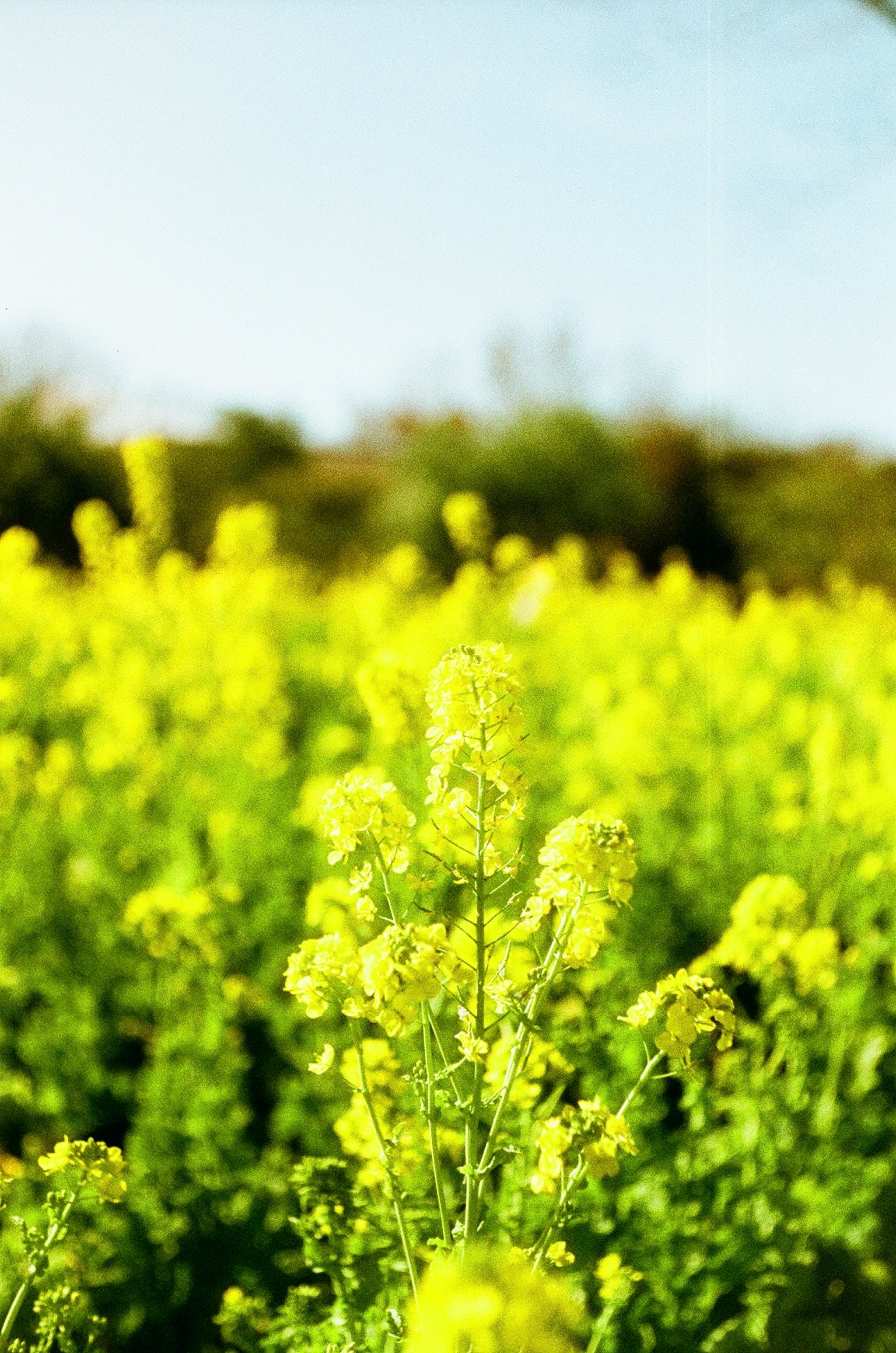 Fiori di colza gialli vibranti in un campo