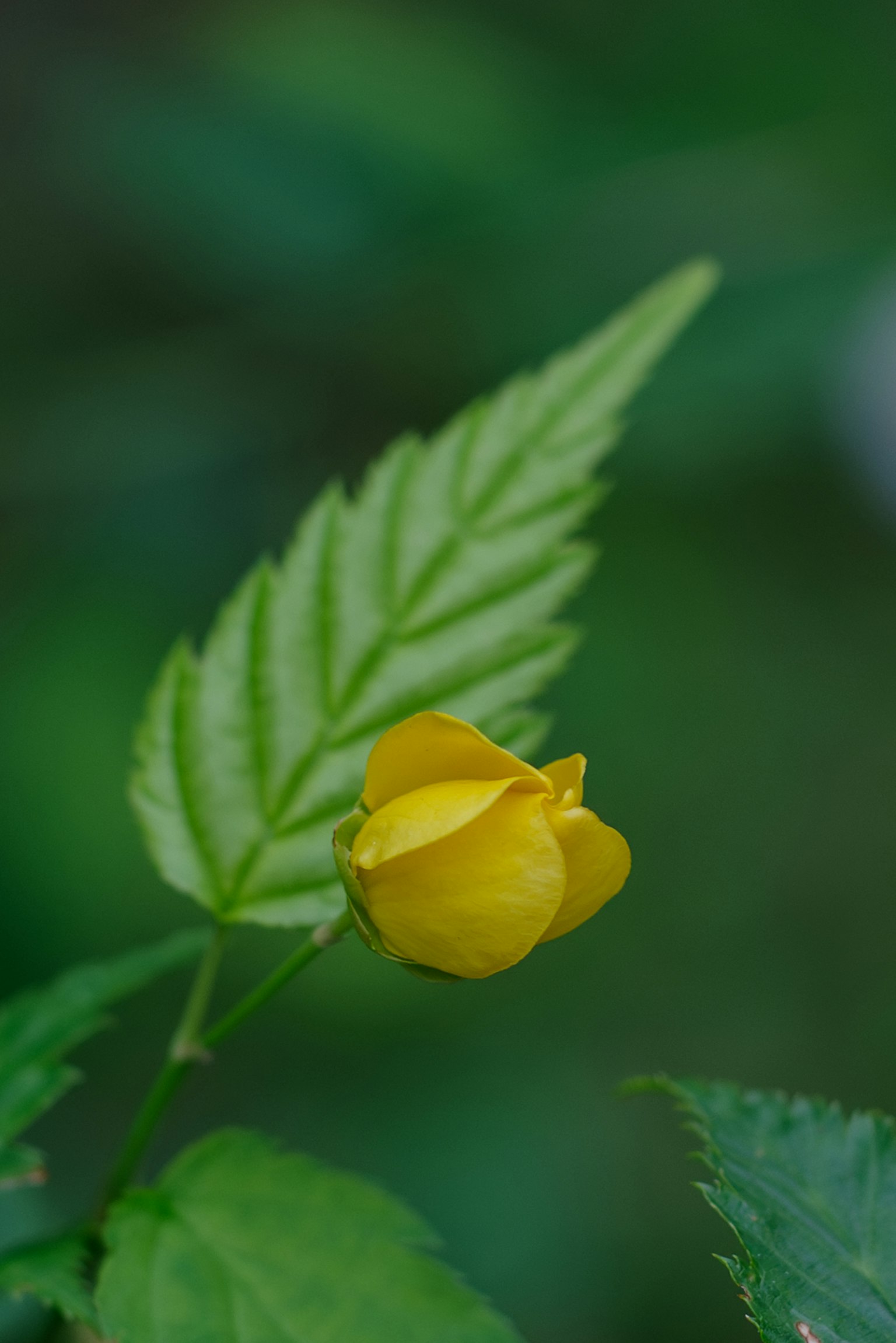 Primo piano di un bocciolo di fiore giallo con una foglia verde su uno sfondo verde sfocato