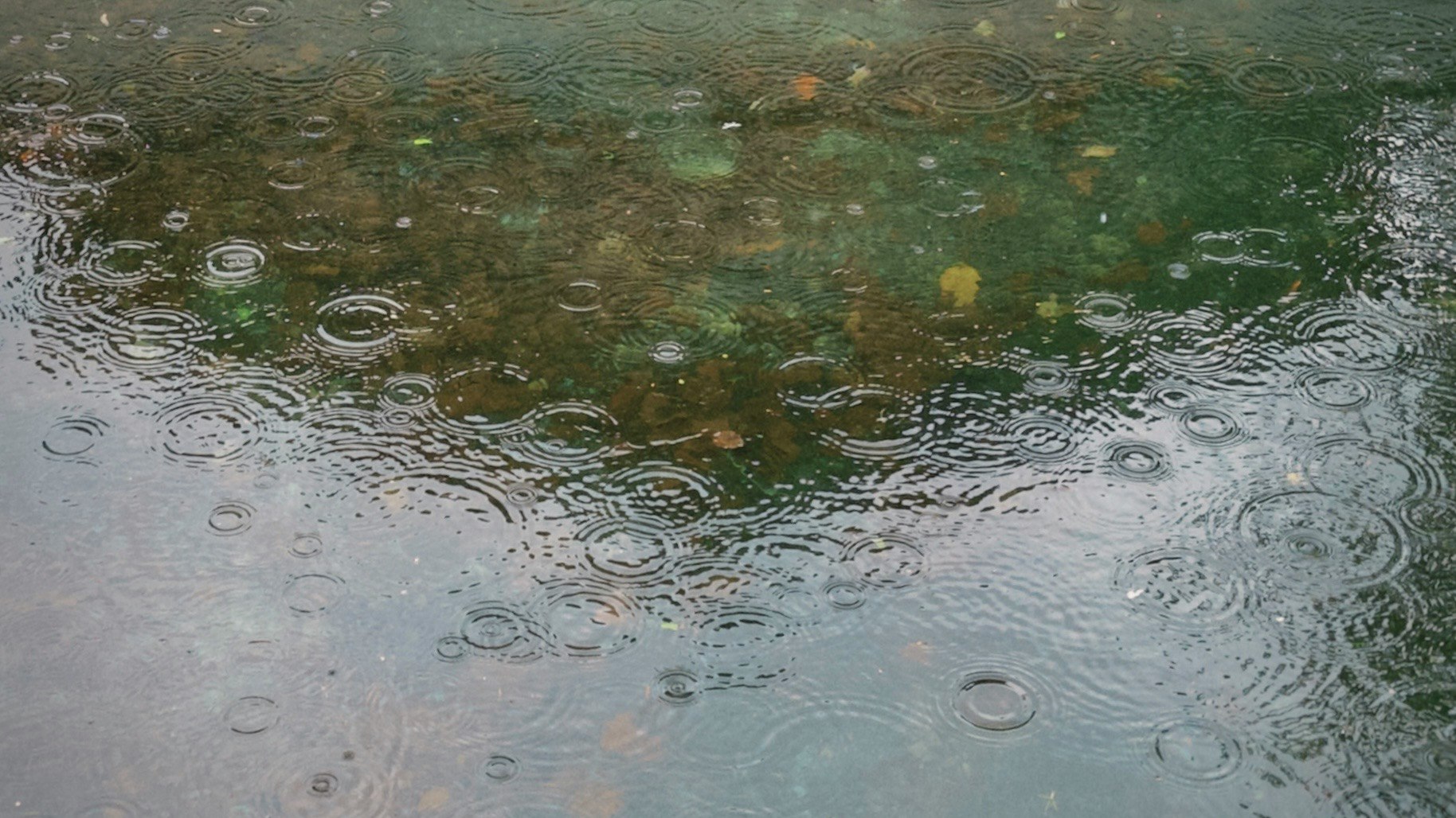 雨上がりの水面に広がる泡と波紋