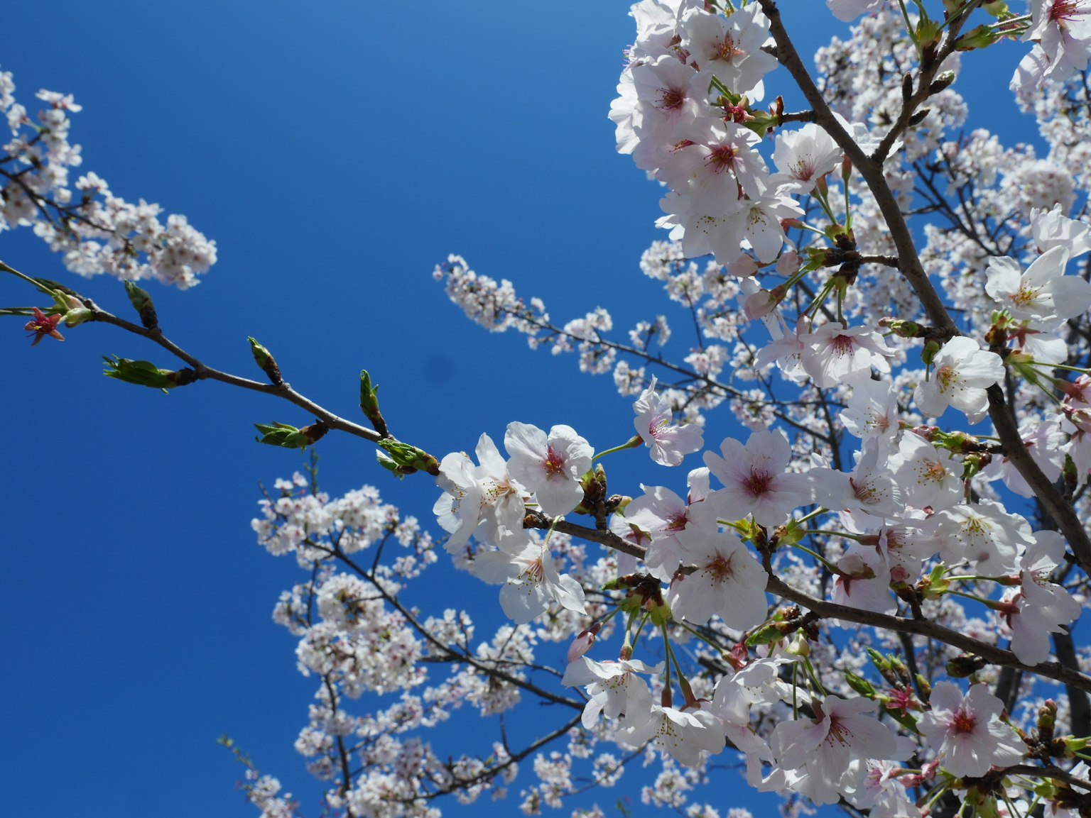 蓝天背景下樱花枝条的特写