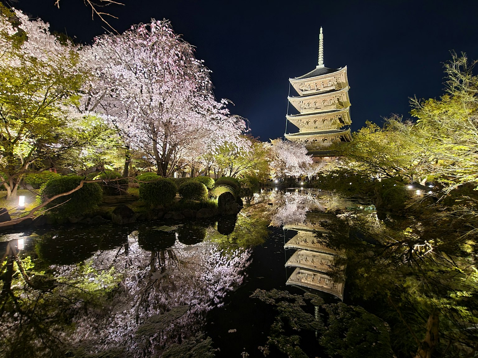 Belle scène nocturne de cerisiers en fleurs et d'une pagode