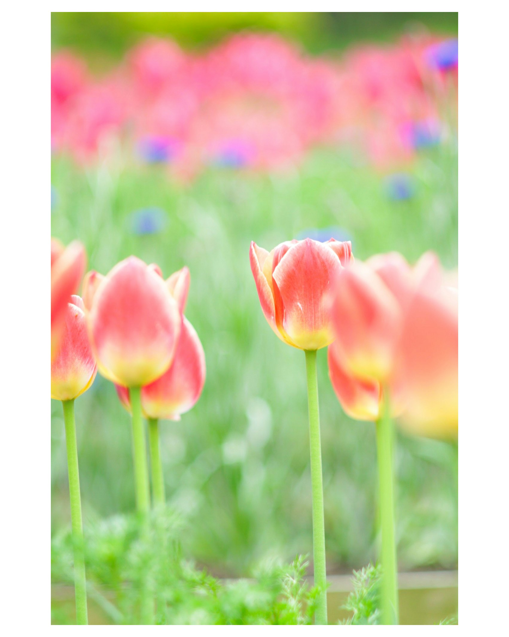 ピンクのチューリップが咲く花畑の浅いボケ