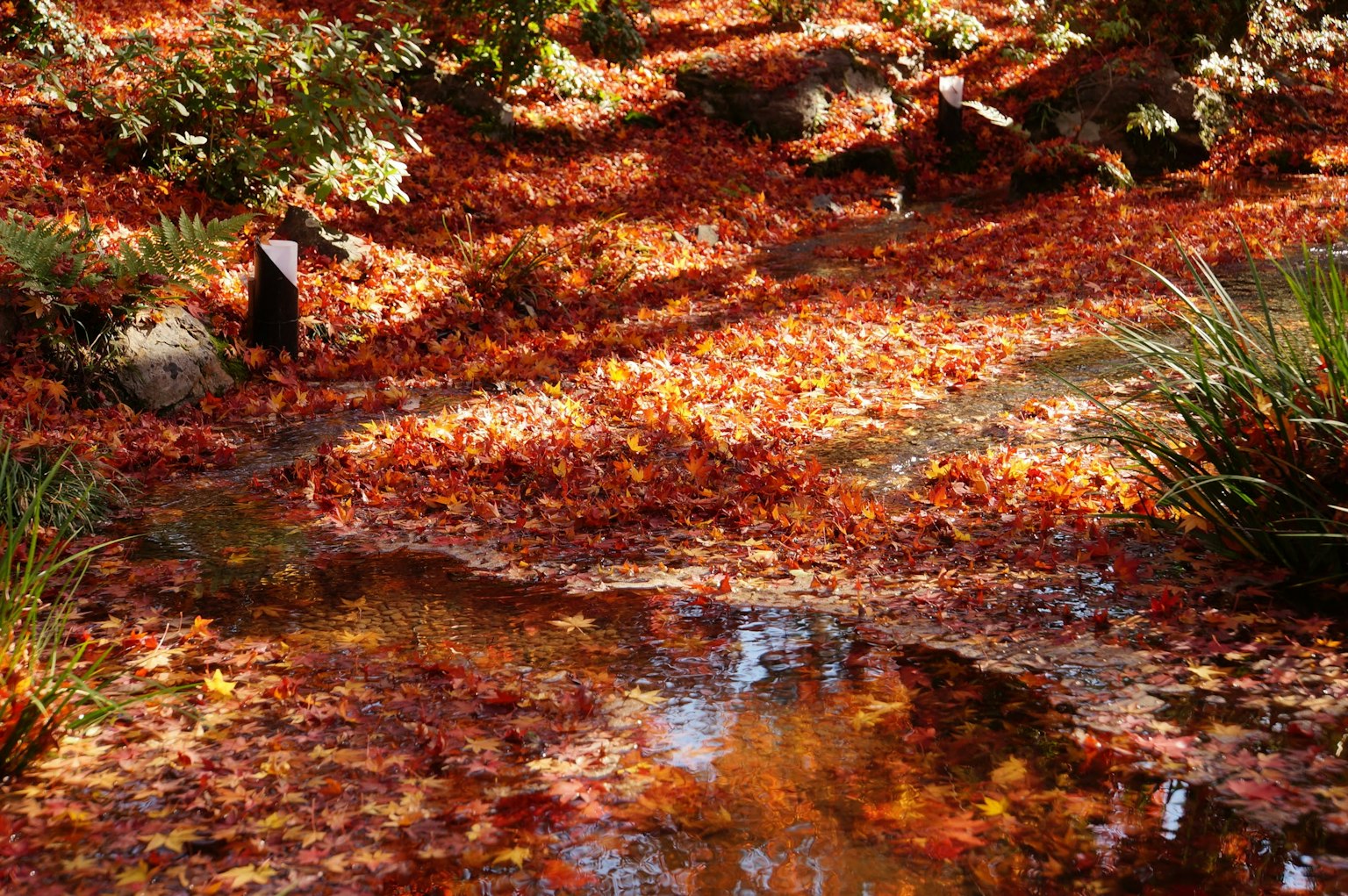 Vista pintoresca de un arroyo cubierto de hojas de otoño y plantas circundantes