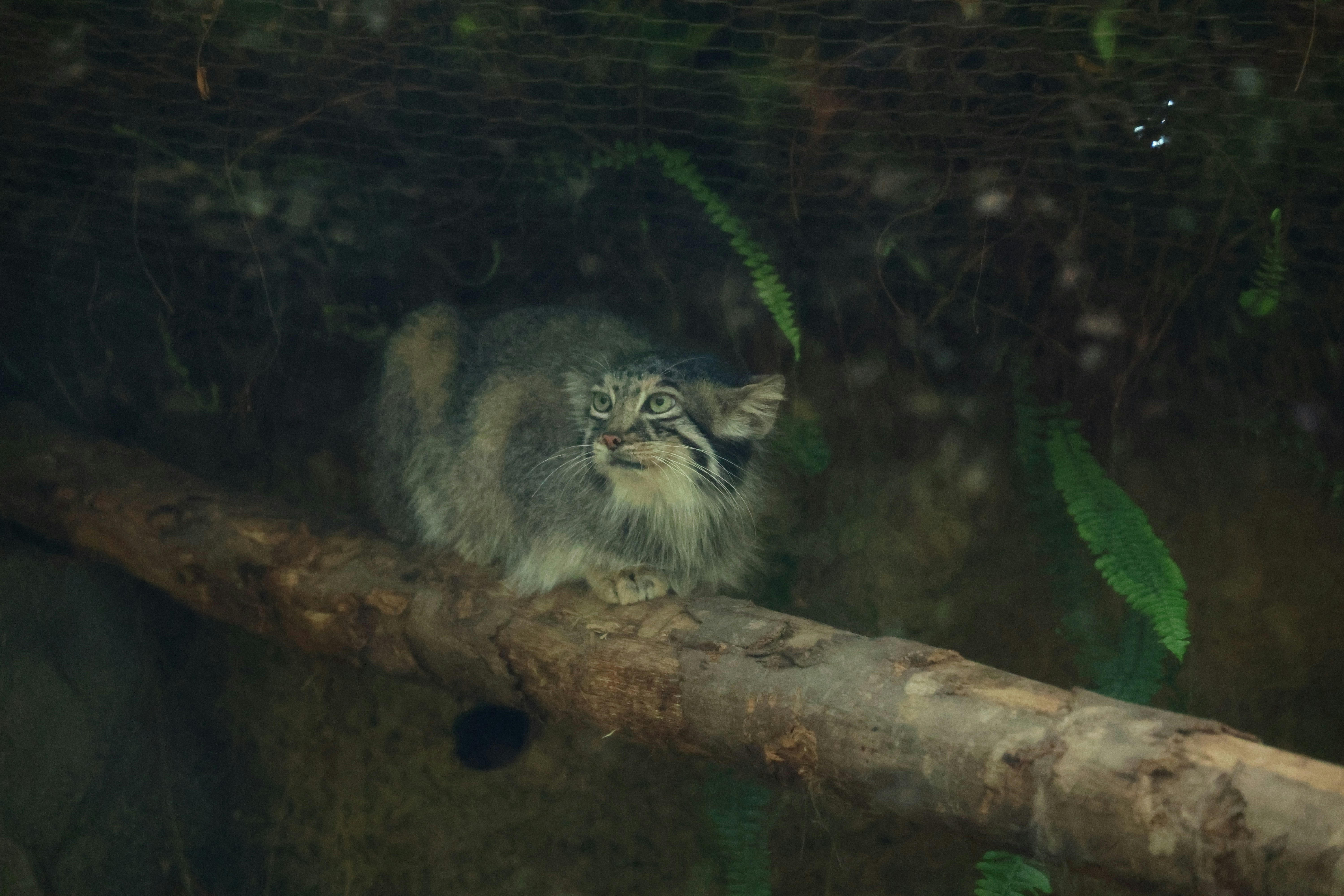 un félin sauvage de type tigre caché sur une branche