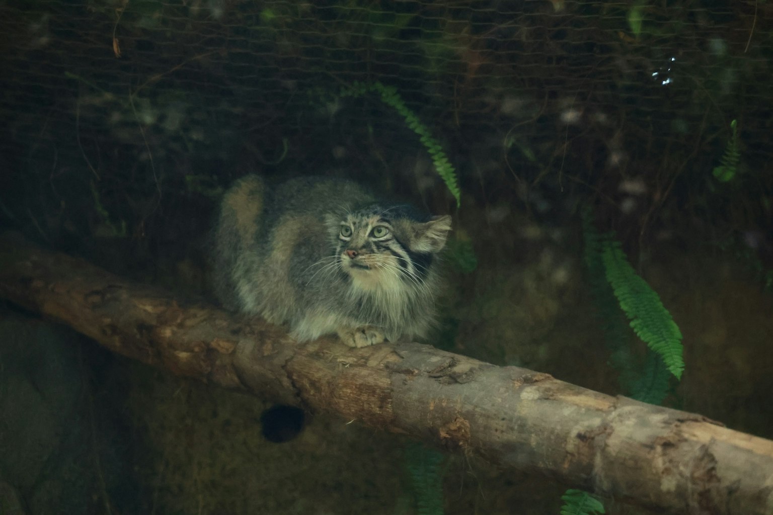 Un animale simile a un gatto che riposa su un ramo circondato da fogliame