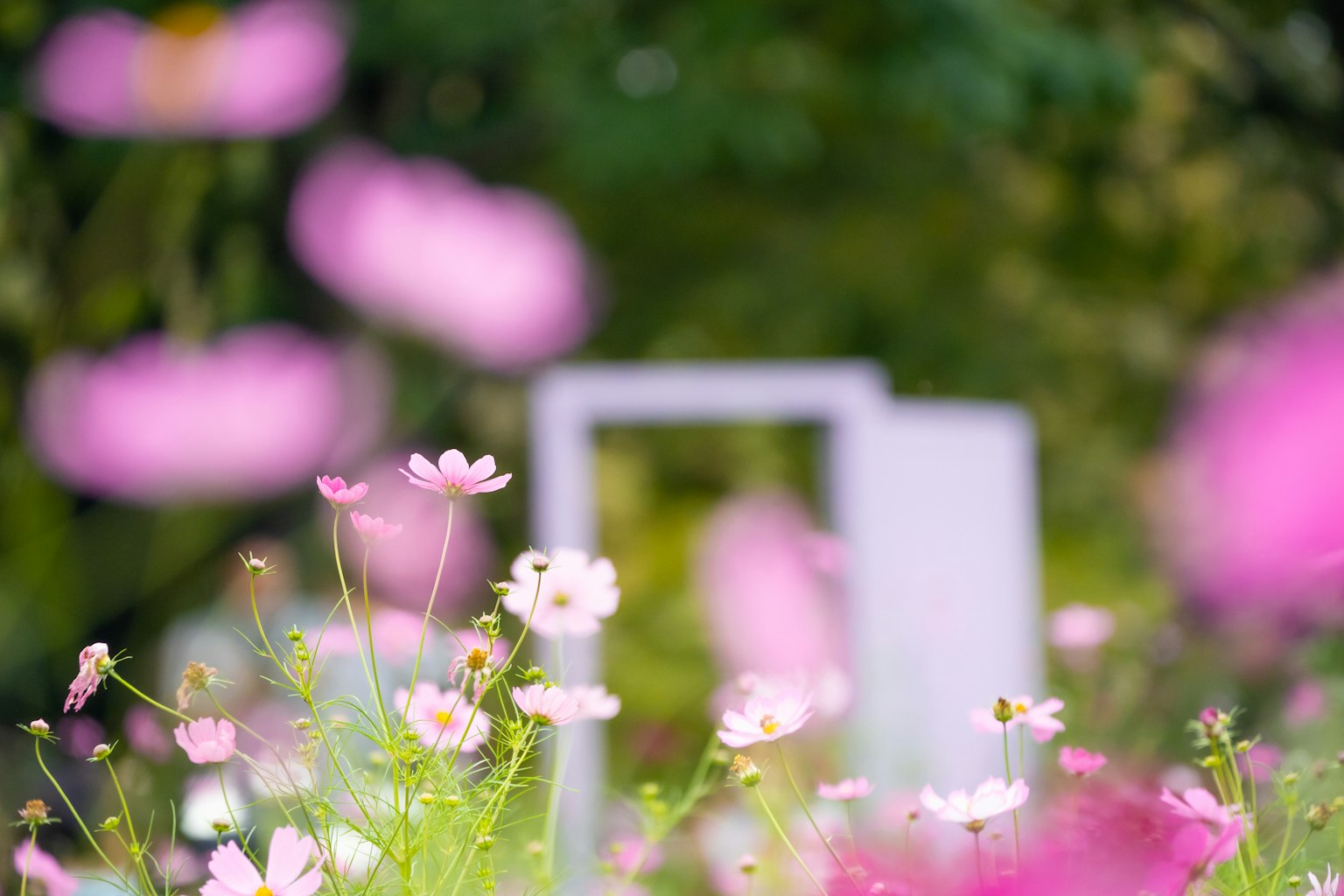 Un jardin rempli de fleurs roses douces et un cadre blanc en arrière-plan
