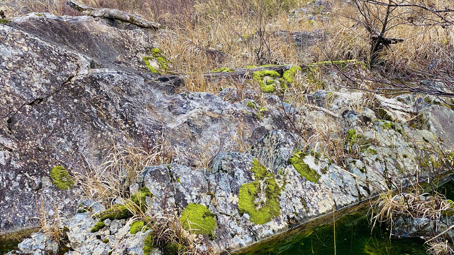 苔藓覆盖的岩石与干燥的草地