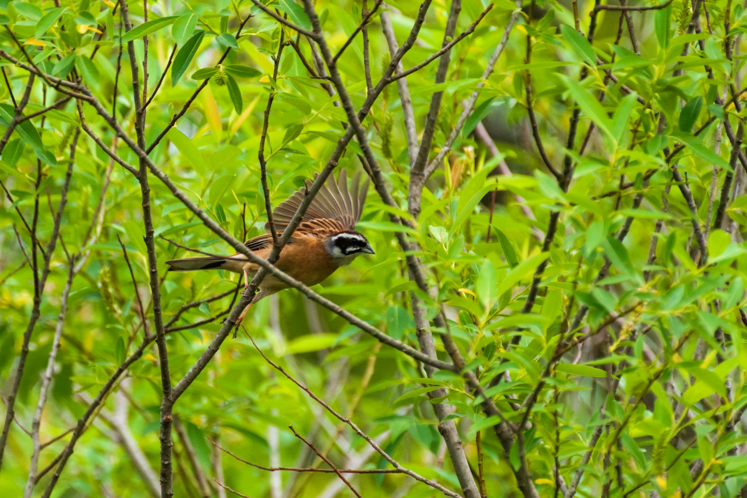 Gros plan d'un oiseau parmi des feuilles vertes