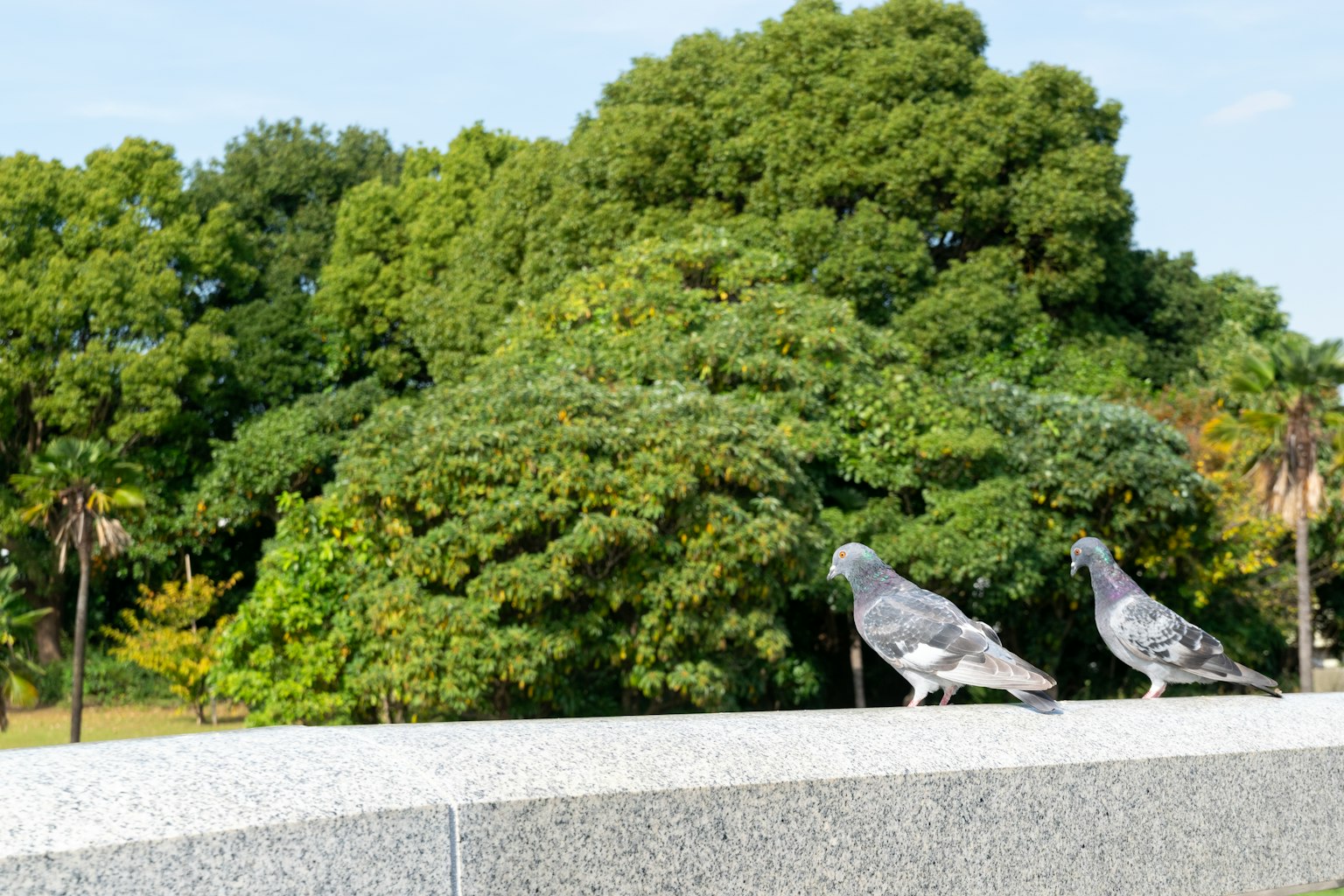 Deux pigeons se tenant devant des arbres verdoyants