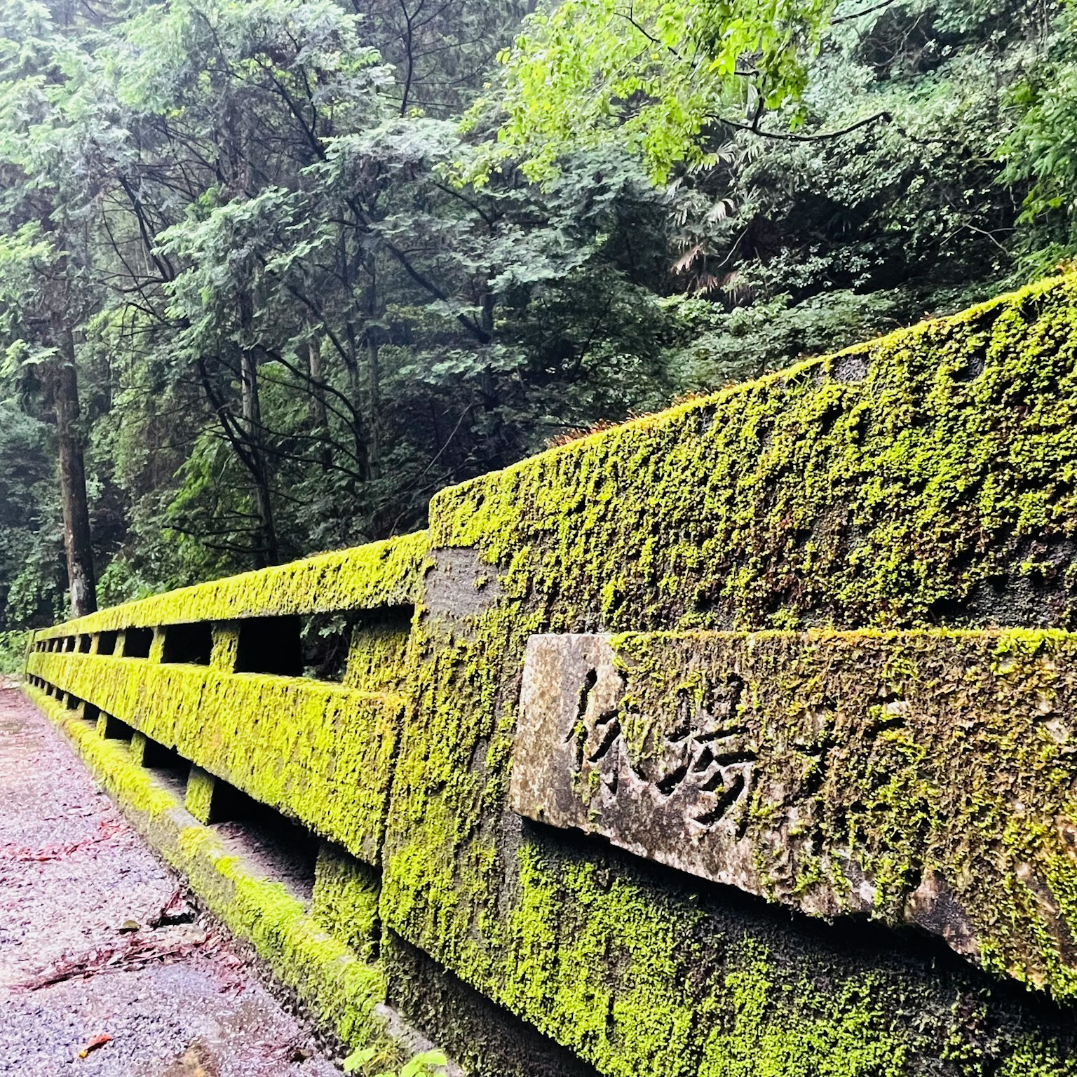 Muro de piedra cubierto de musgo verde rodeado de un bosque frondoso