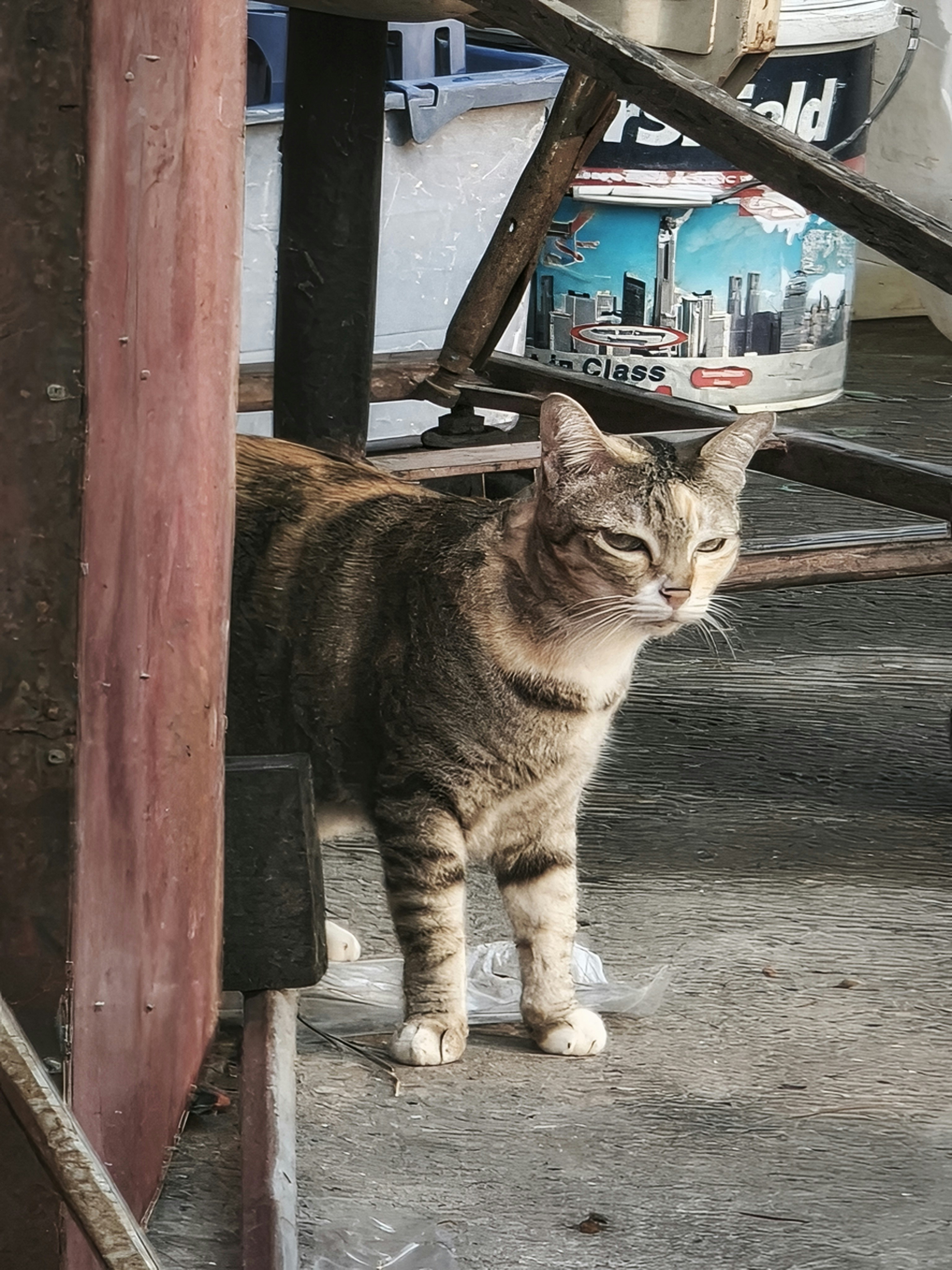 木製の柵のそばに座る縞模様の猫