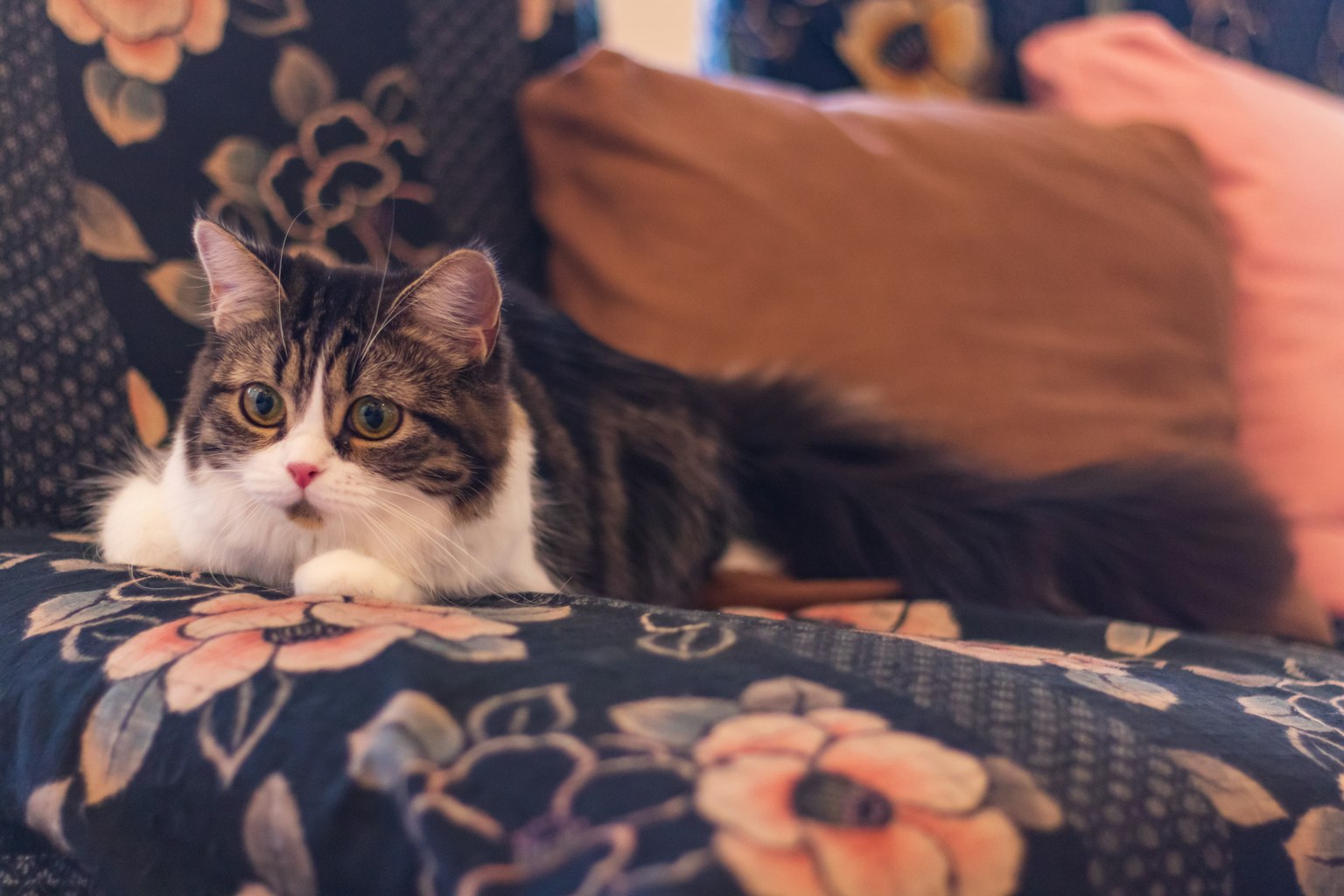 Gato descansando en un sofá con estampado floral y cojines suaves