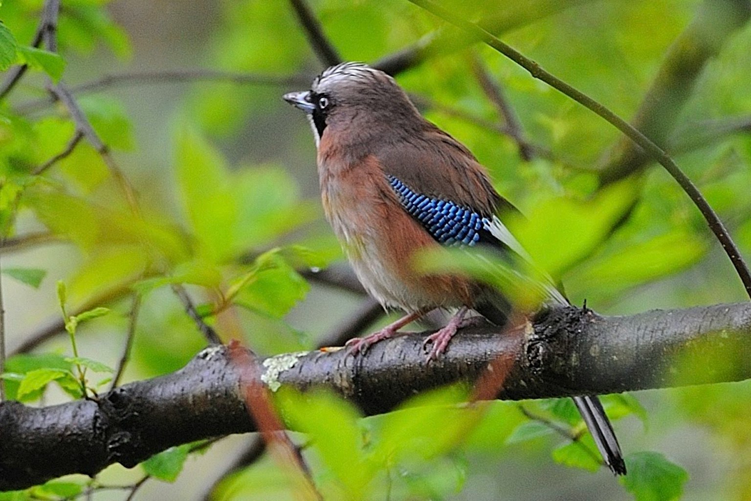 Pájaro con plumas azules posado entre hojas verdes
