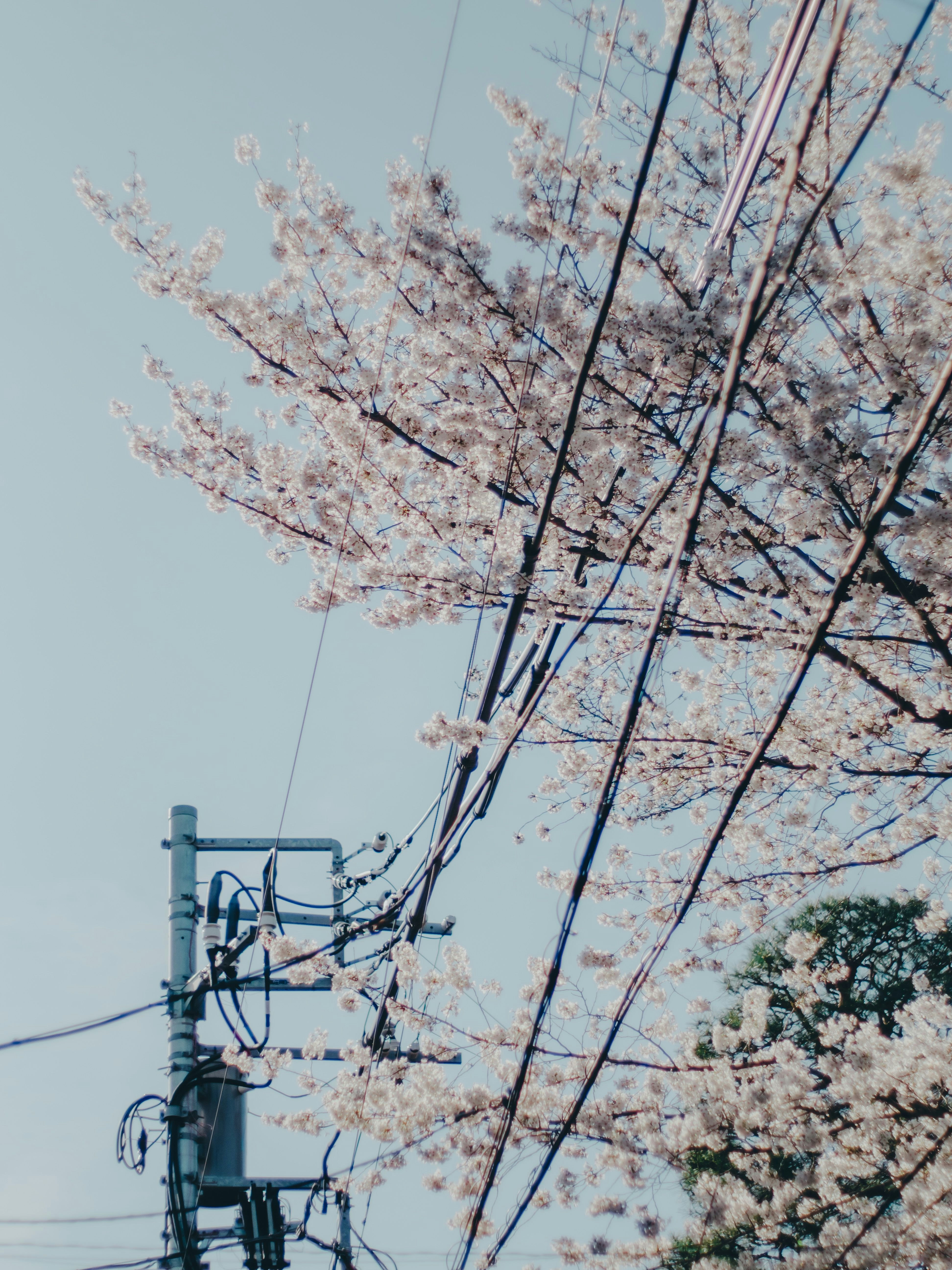 青空の下で枝に咲く桜の花と電線