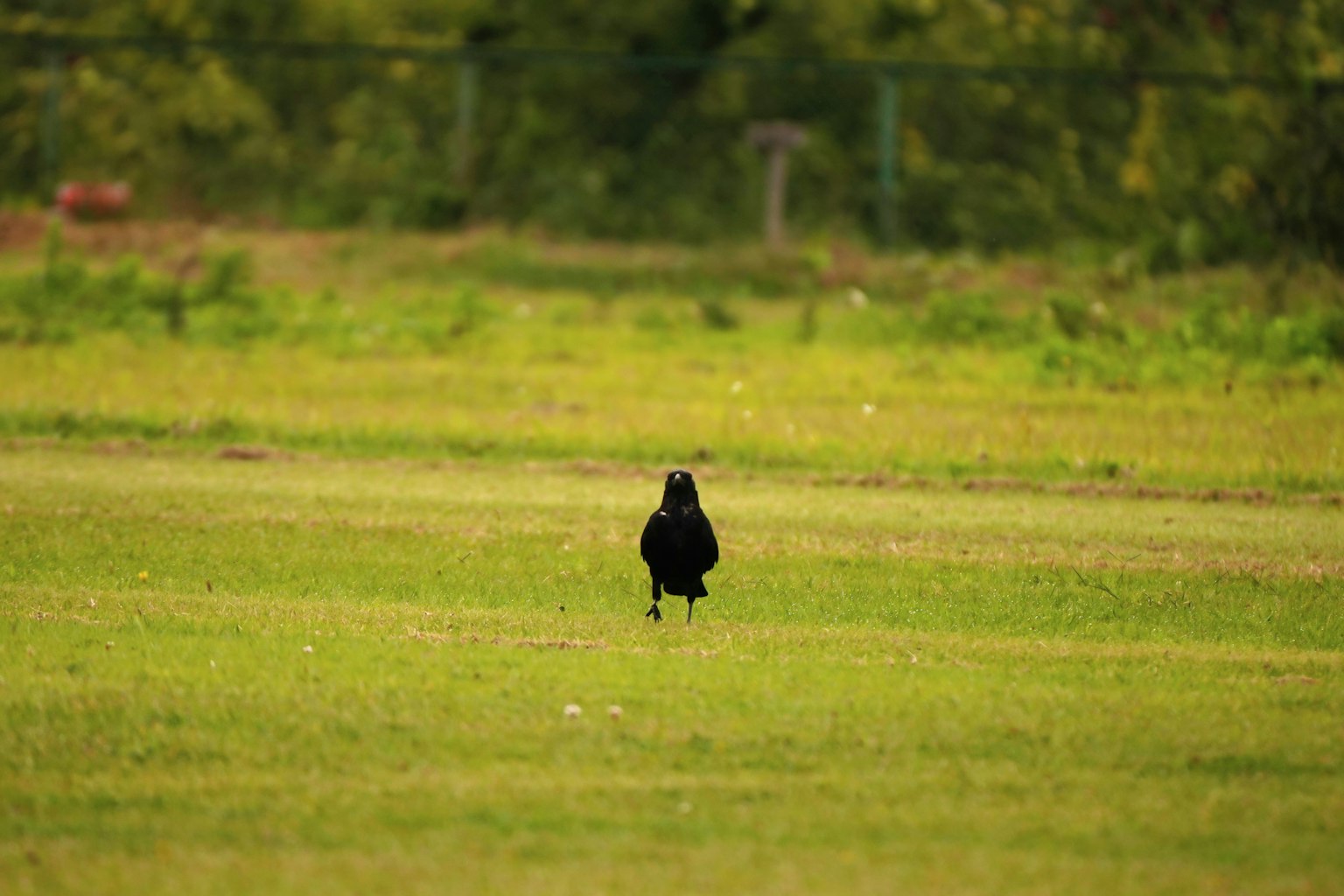 Un uccello nero che cammina su un campo erboso