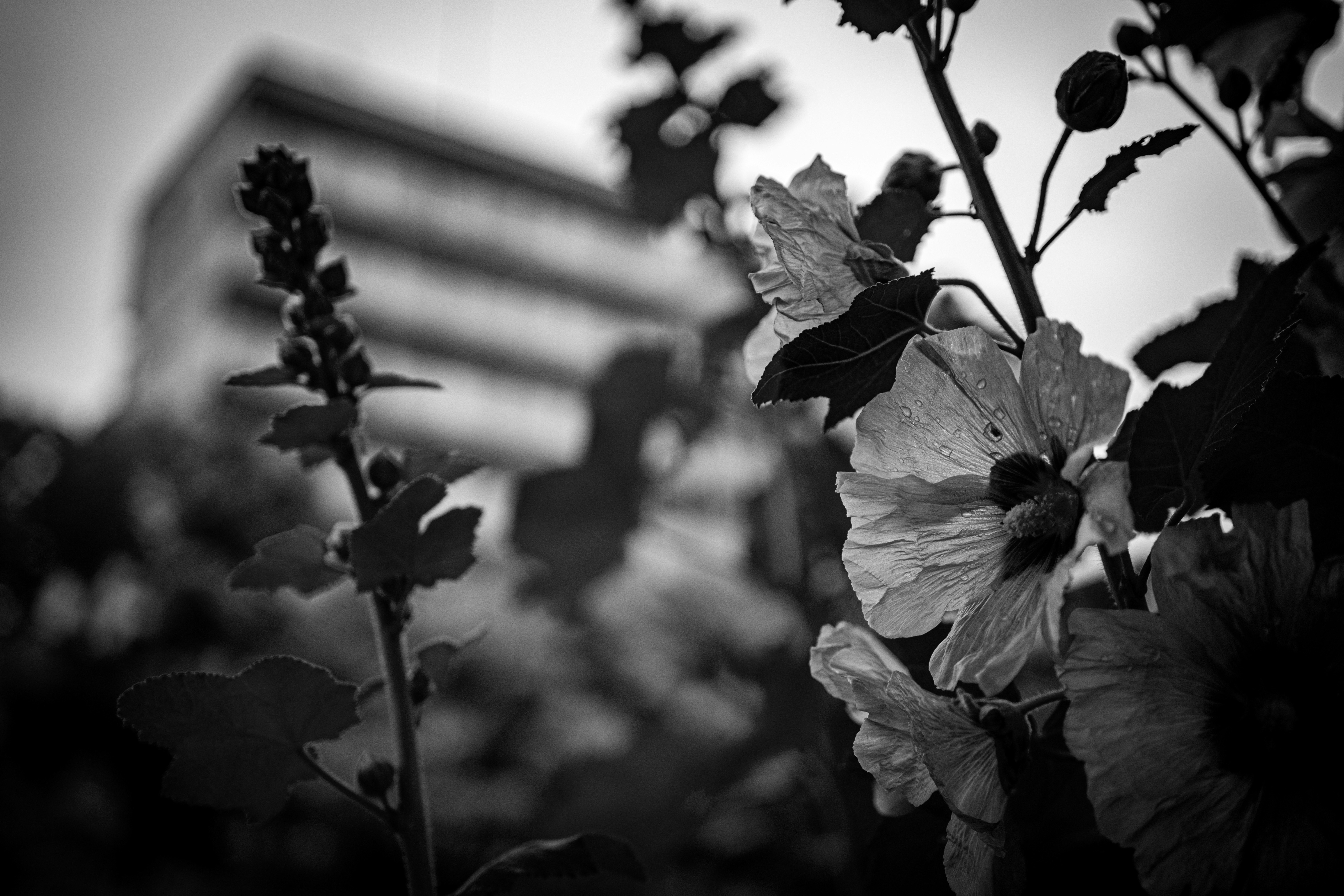 雨上がりの立葵の花と雨粒がきらめくモノクロの花壇